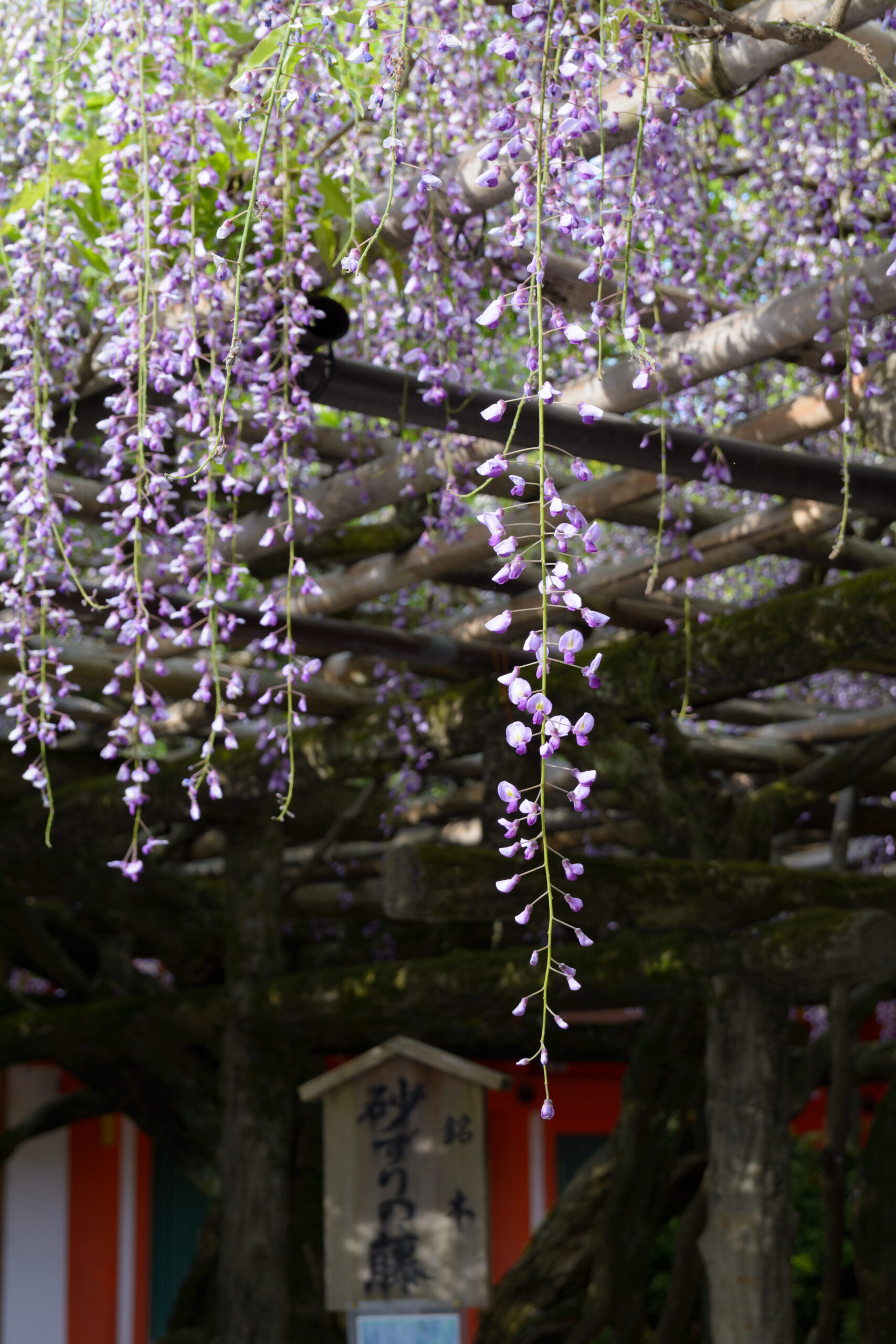 富士山砂刷景觀