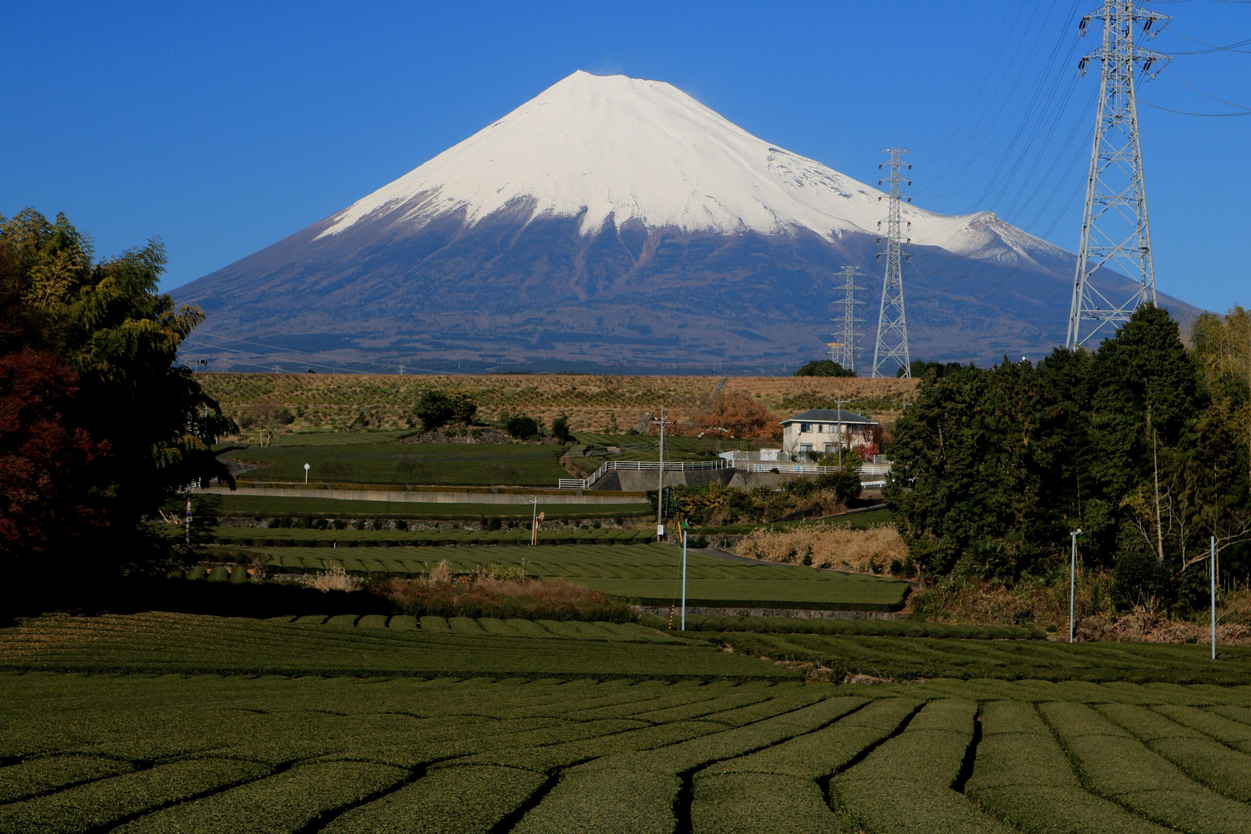 富士山與茶園