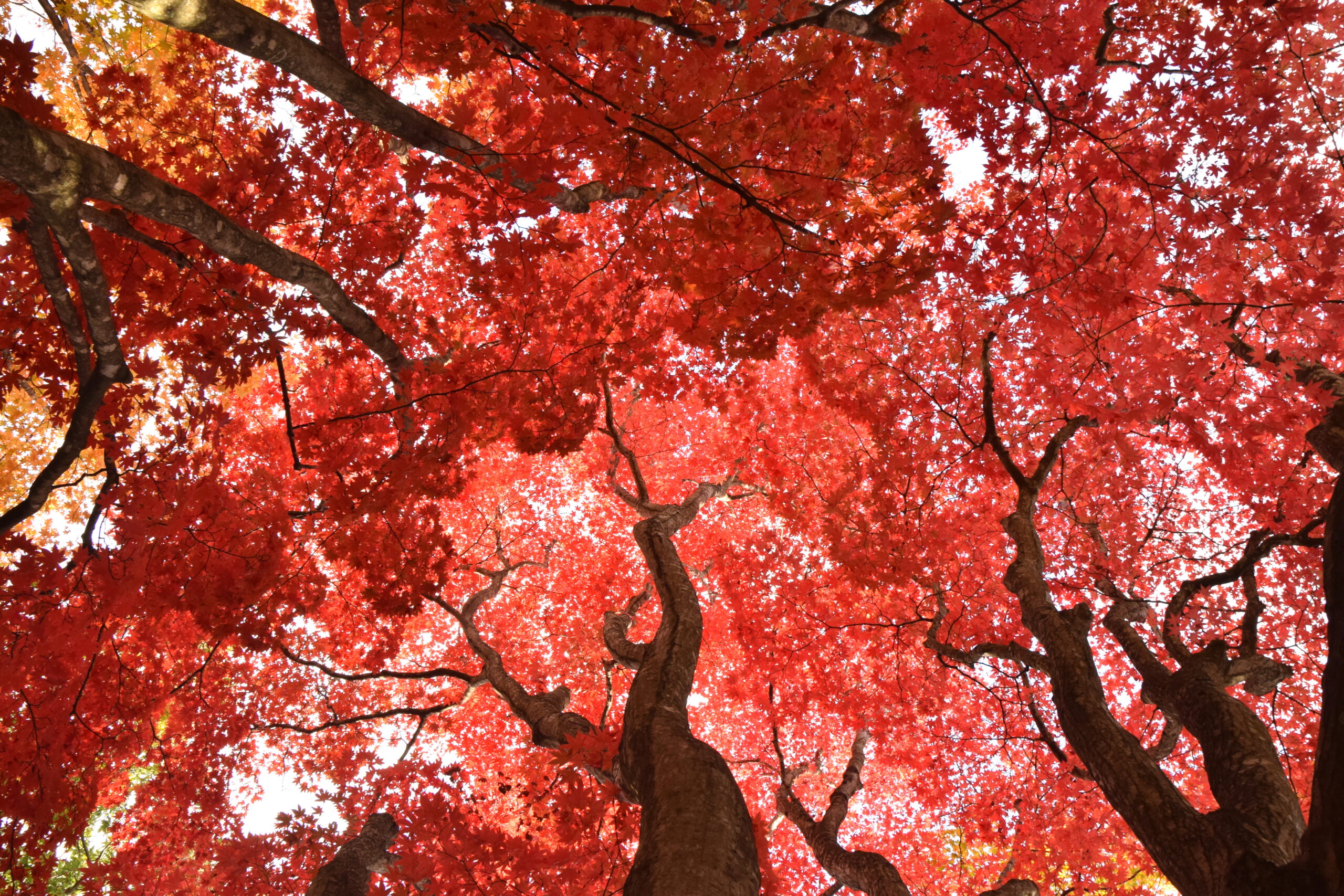 小瀨津園日本庭園秋色
