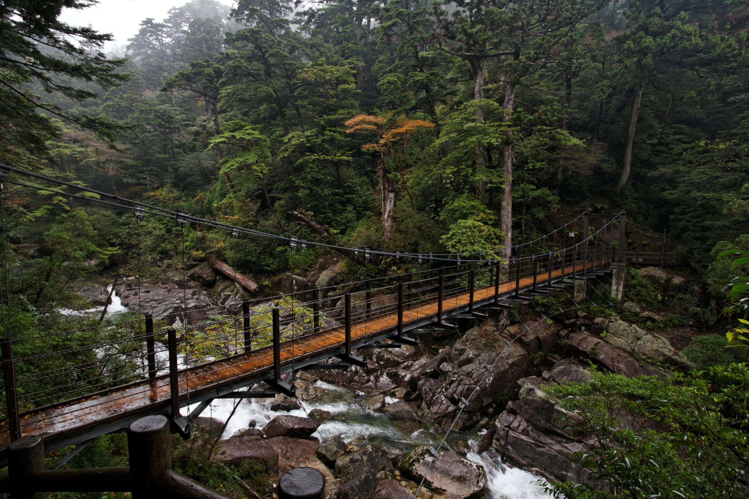 屋久島杉木步道