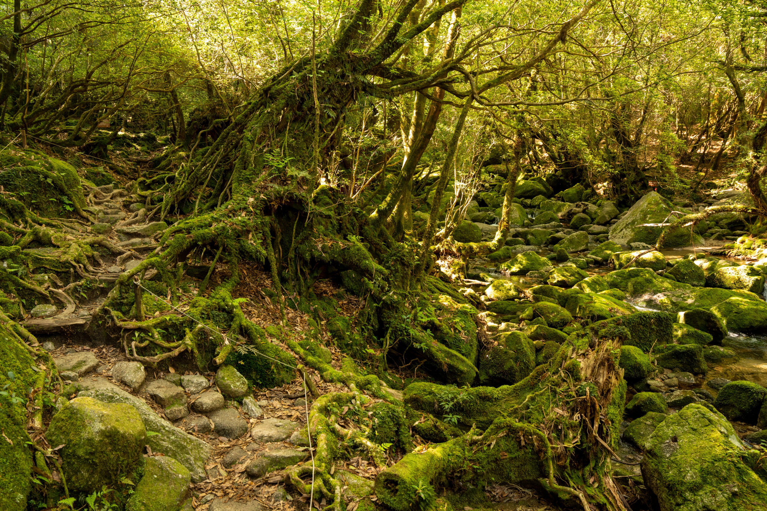 屋久島苔蘚步道