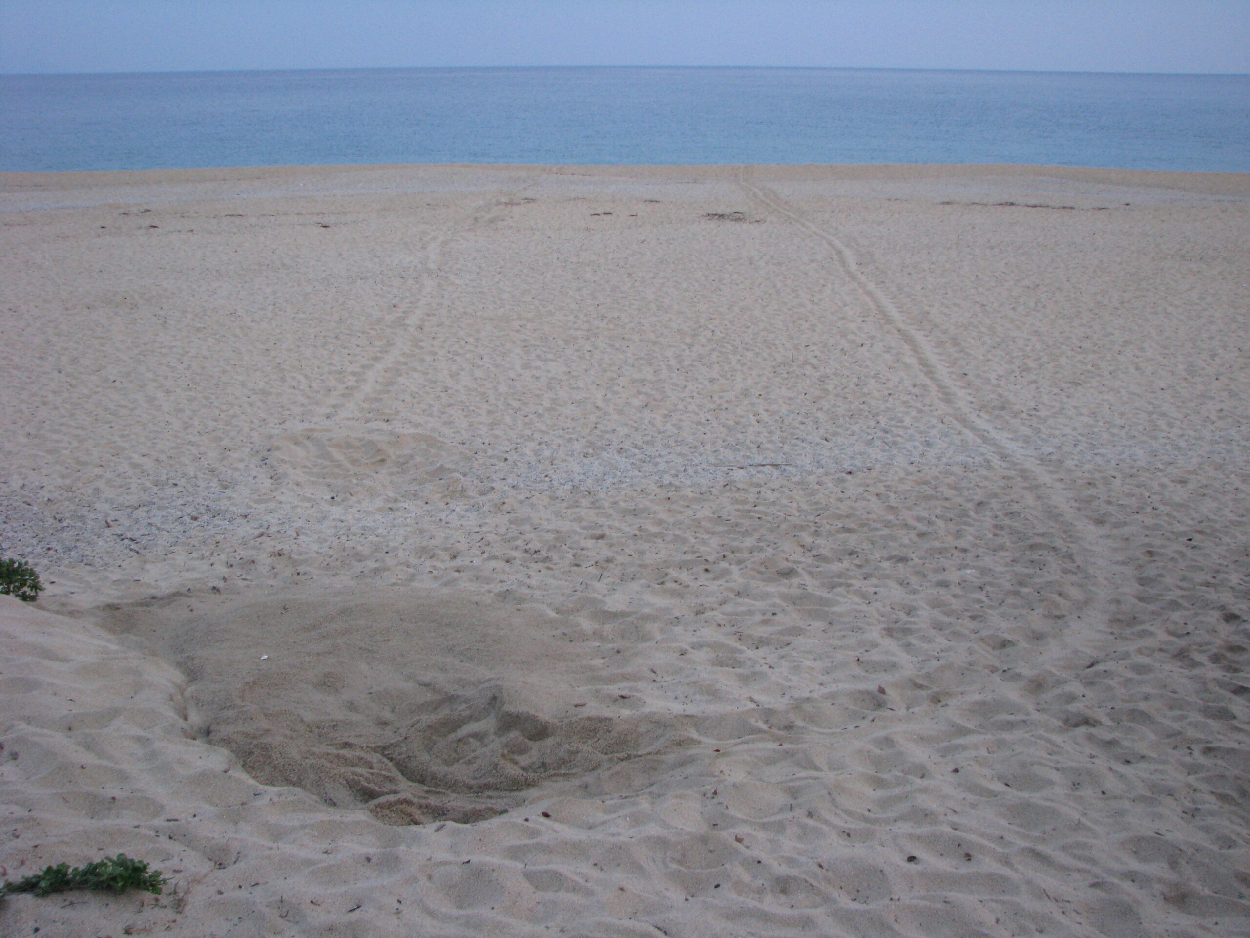 屋久島長田稻川海灘海龜足跡