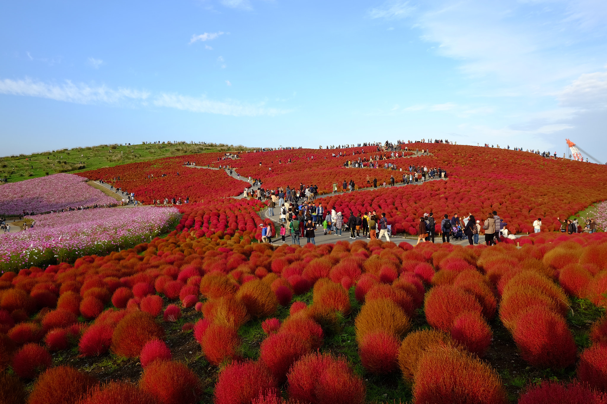 常陸海濱公園見晴之丘粉蝶花海