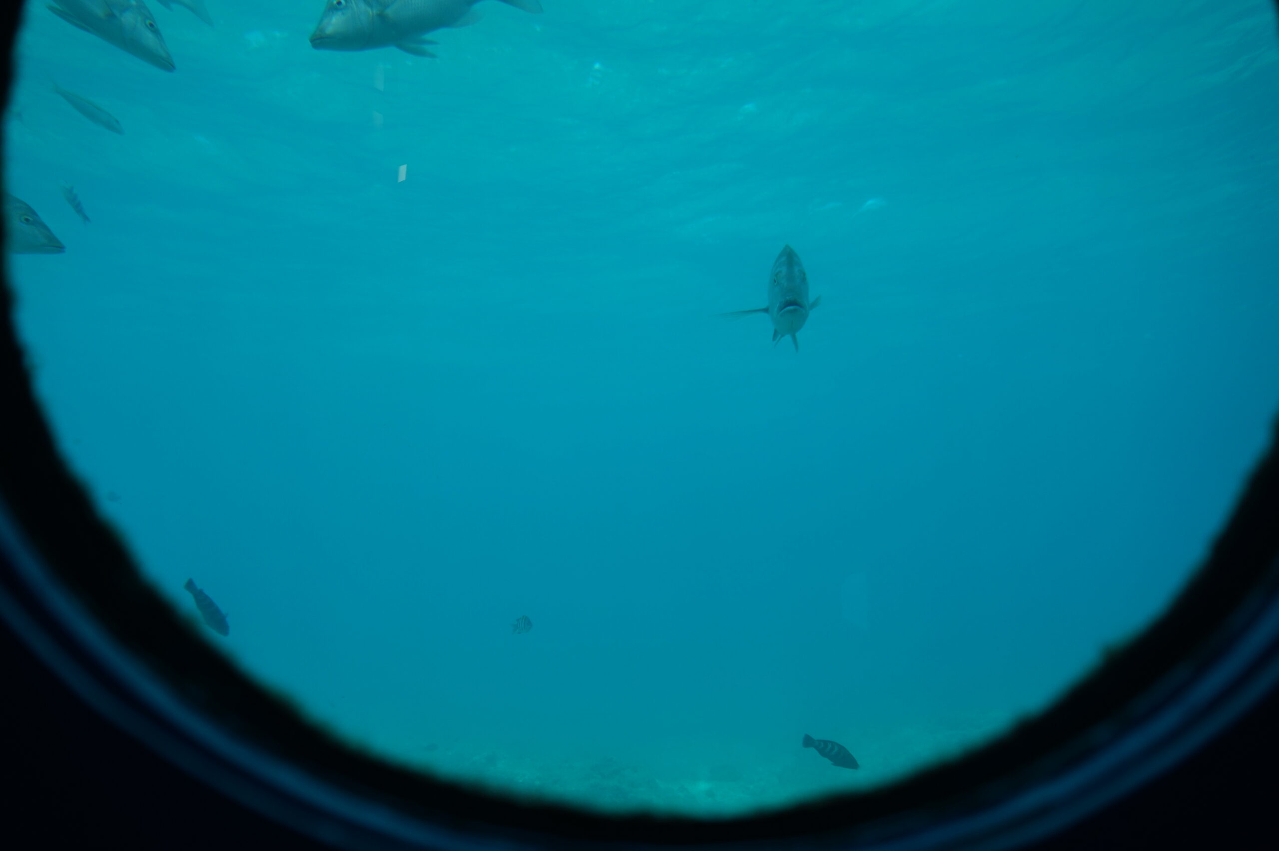 從布塞納海洋公園水下觀景台俯瞰景色