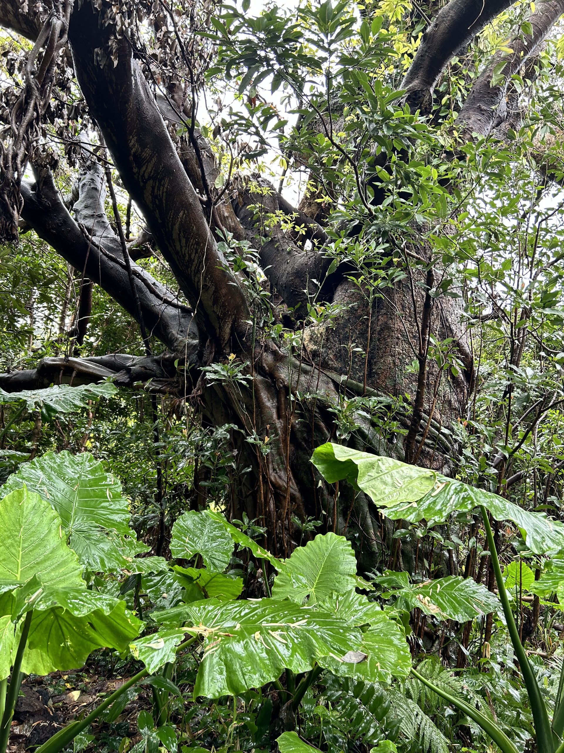 志戶小加茲瑪魯榕樹公園 02