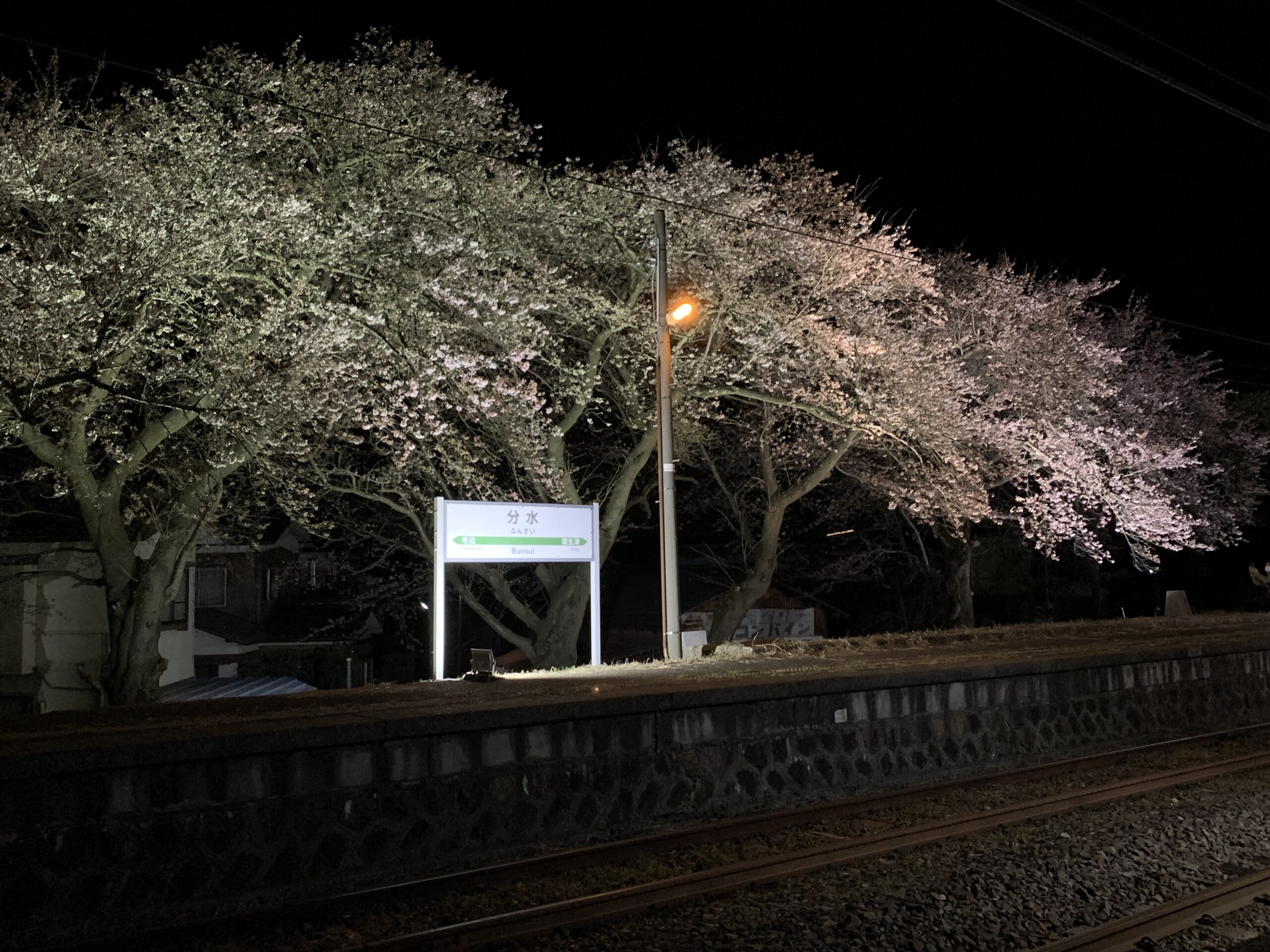 新潟東日本鐵道公司 武水站的櫻花夜景