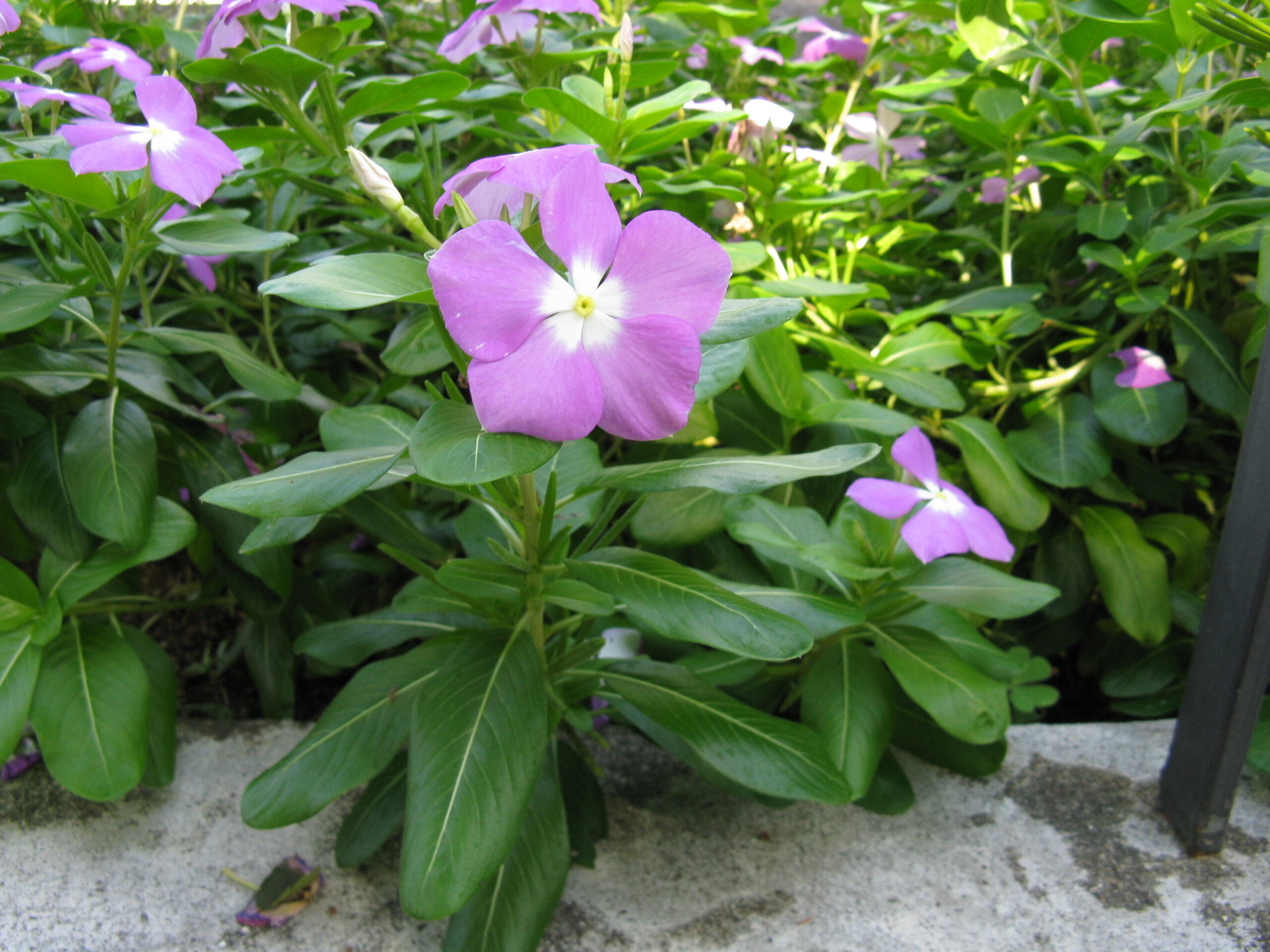日本大阪府花園的長春花