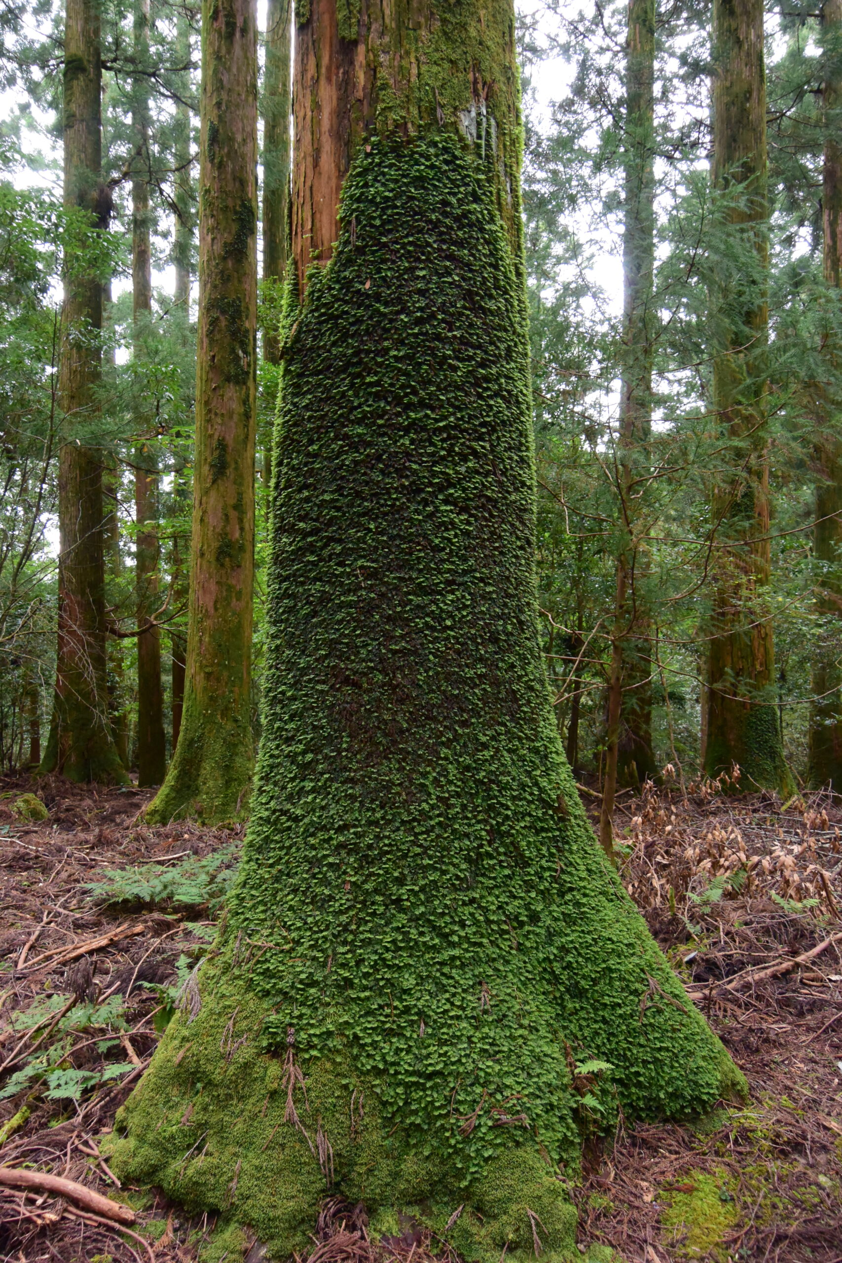 日本熊野古道朝聖步道，小口至那智山段