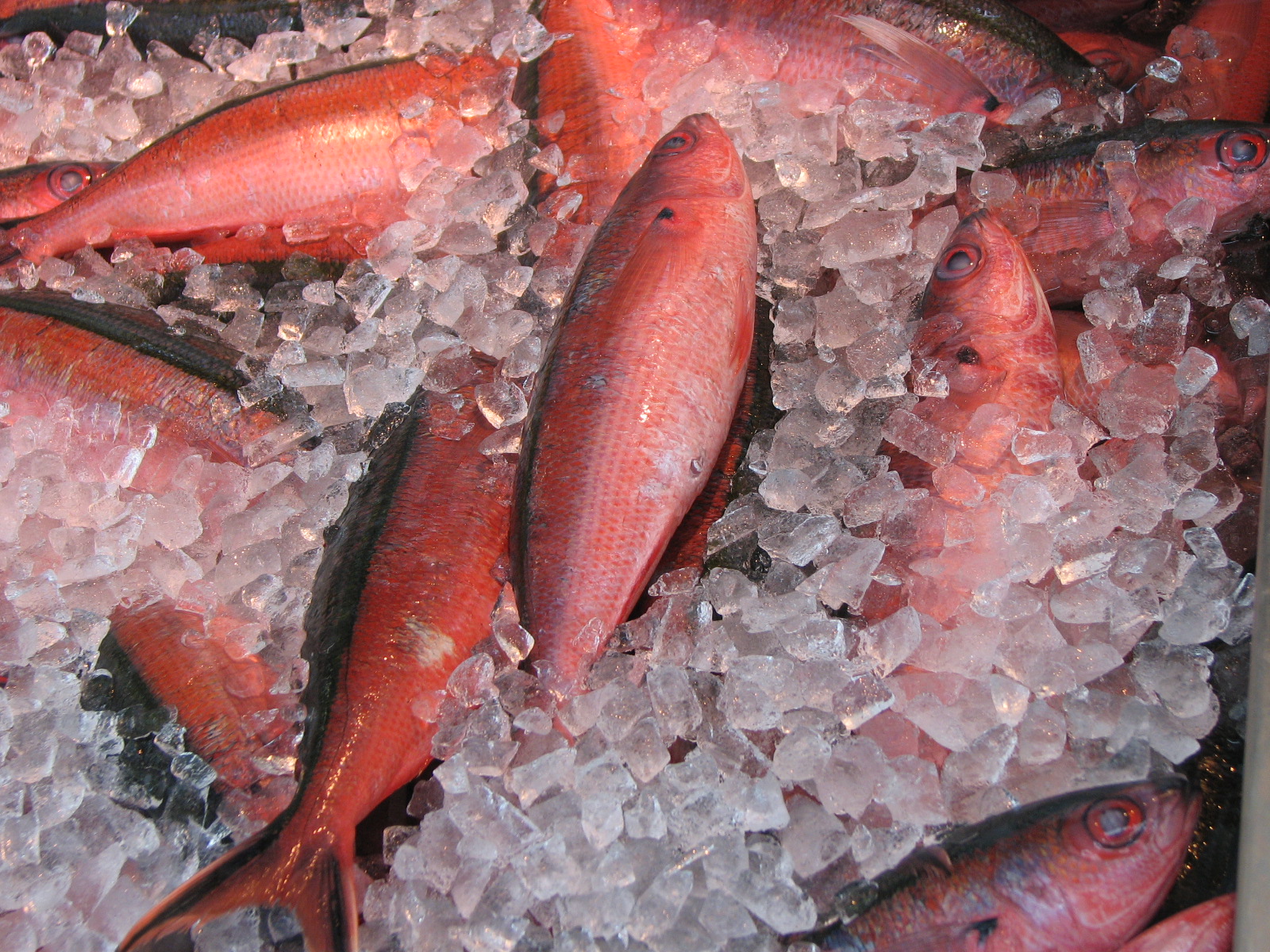 日本超市的藍色鰓刺魚