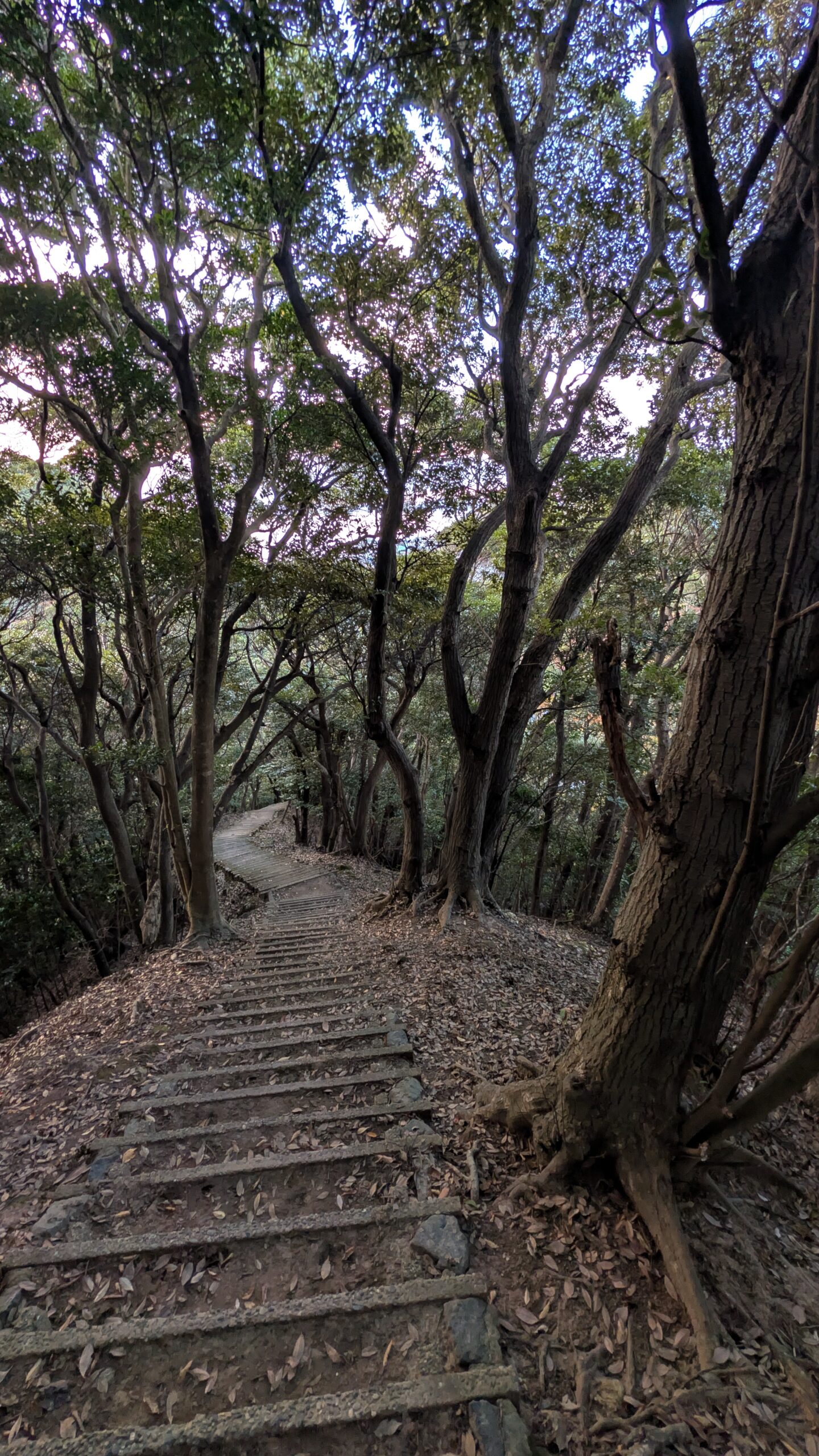 日本鋸山森林步道