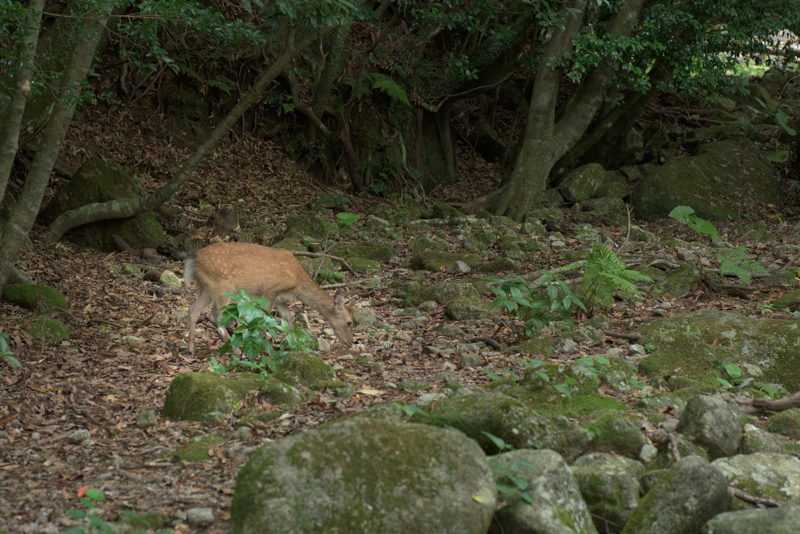 日本鹿 — 屋久島亞種