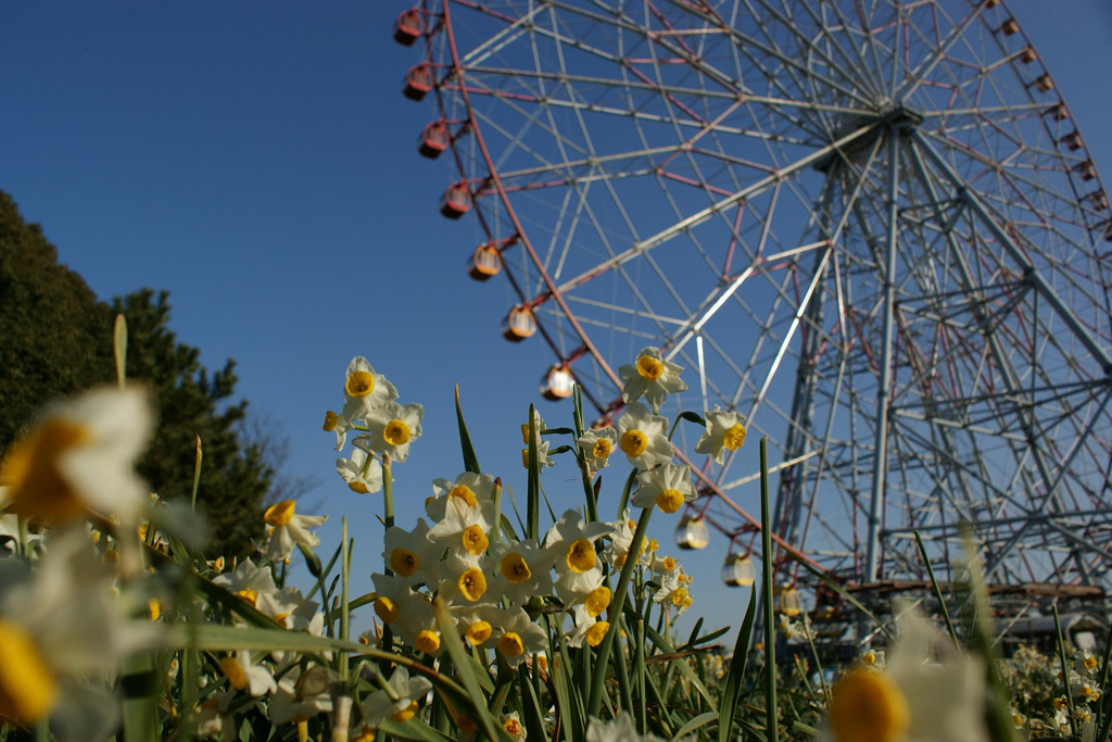 日與花的大觀覽車 02