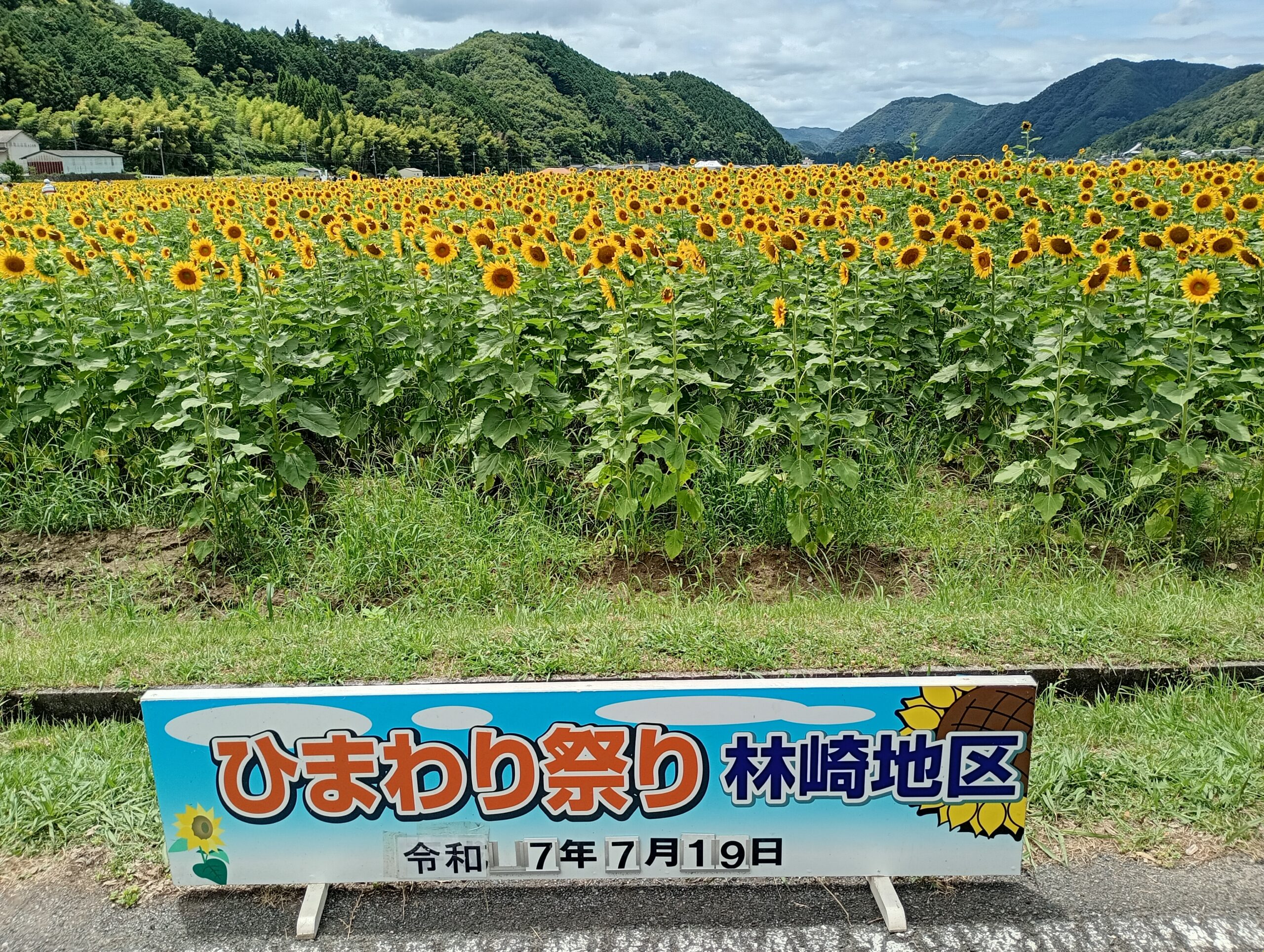 早夭向日葵花田