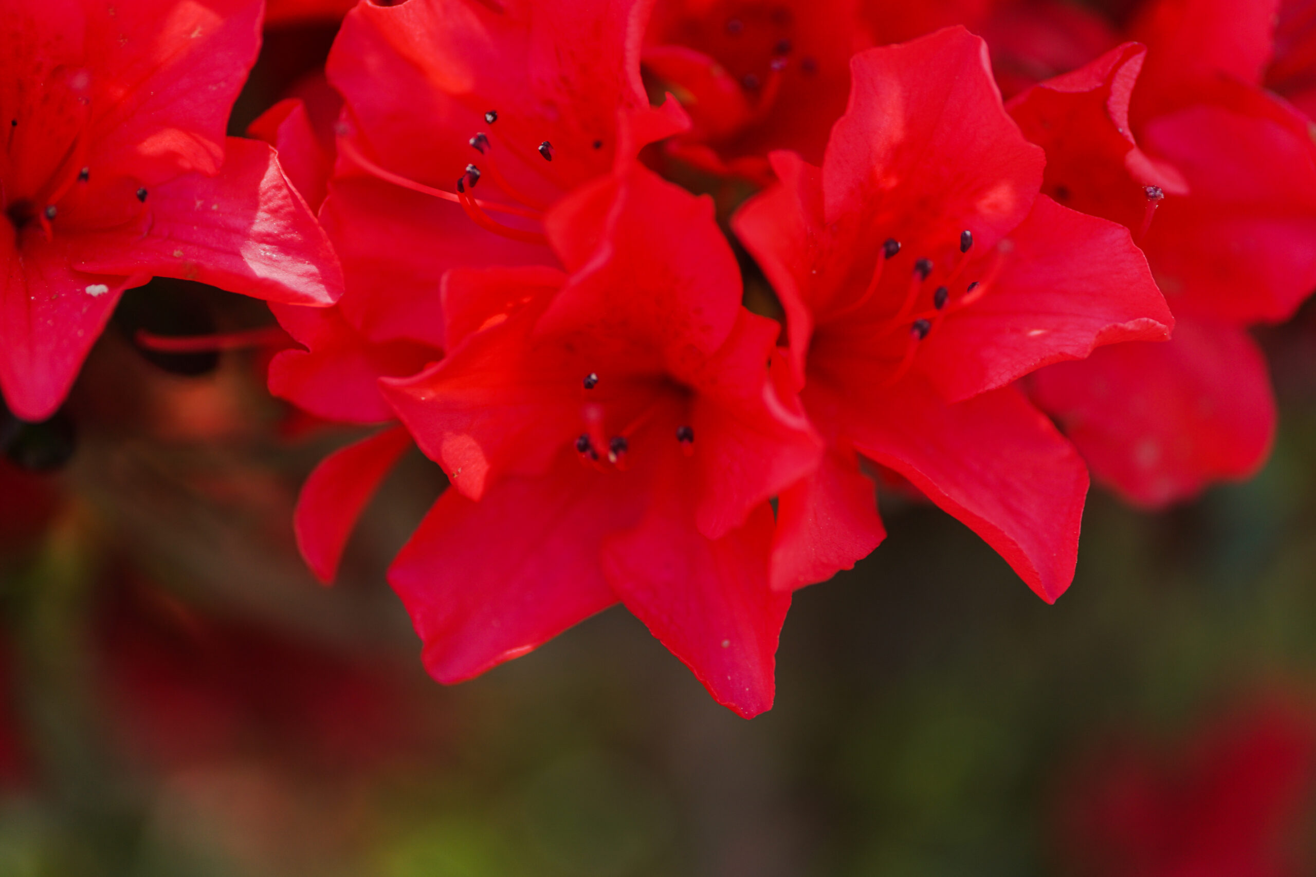 杜鵑花（鈍葉杜鵑）