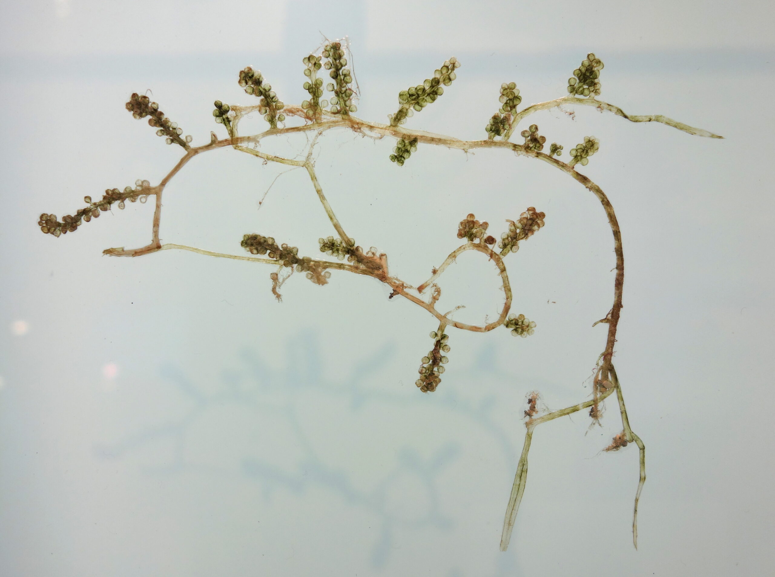 東京國立科學博物館的海葡萄