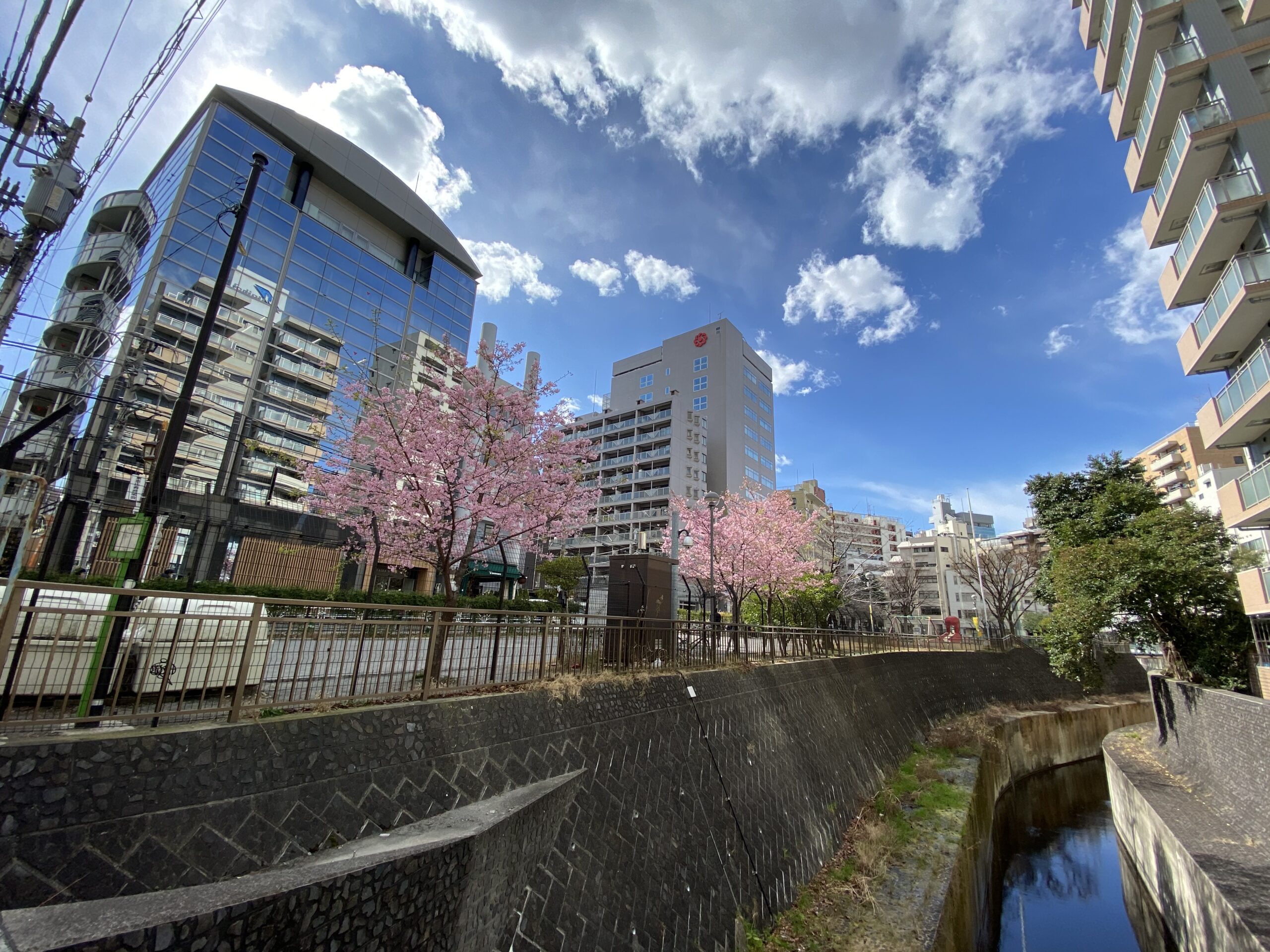 東京惠比壽東公園的河津櫻花