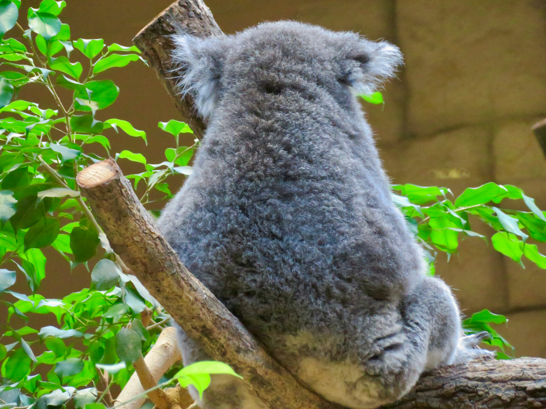 東山動物園的無尾熊