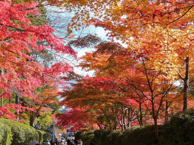 【根來寺】2026完整攻略:門票+交通+必看亮點