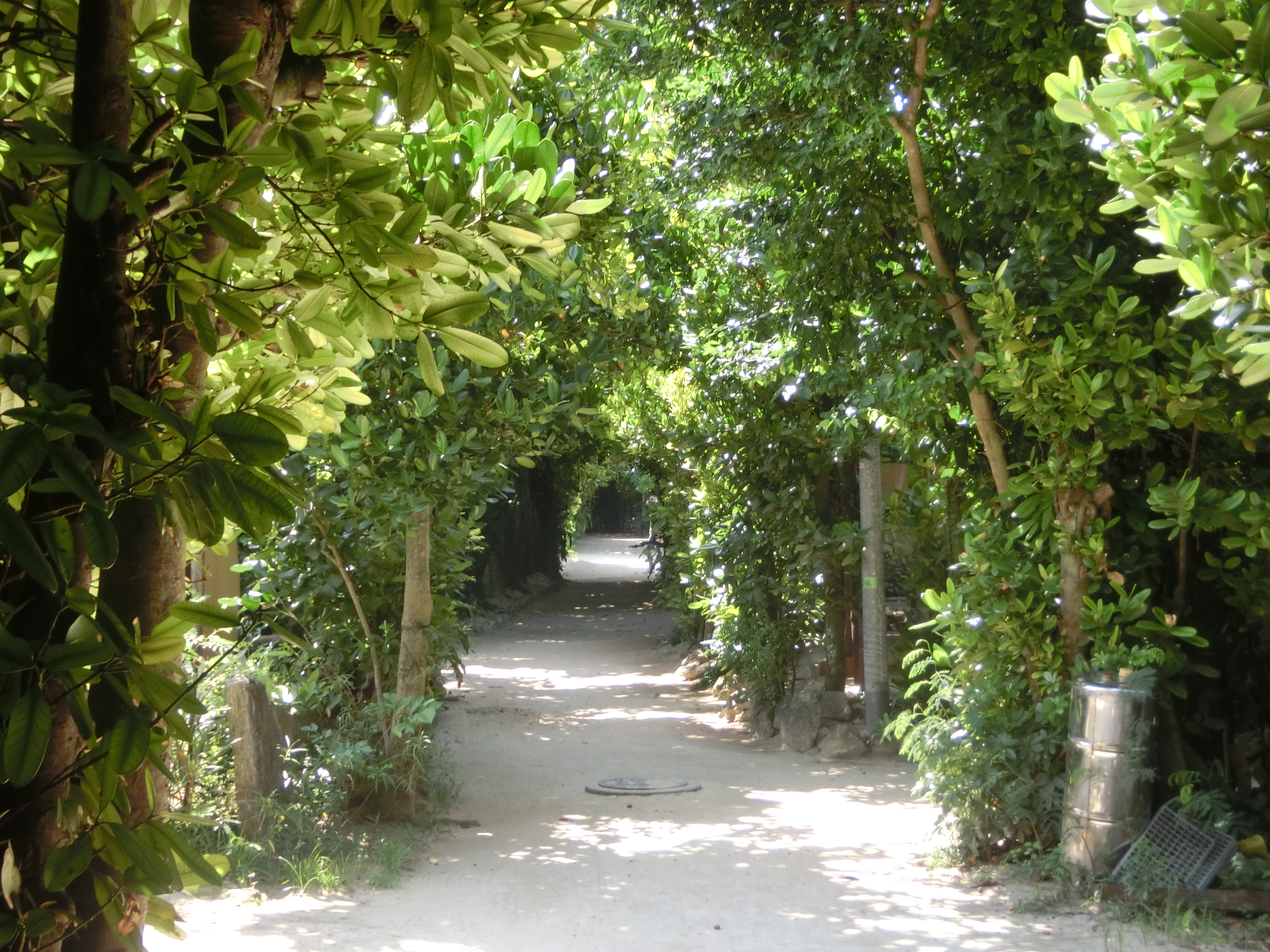 比瑟福木樹道 01