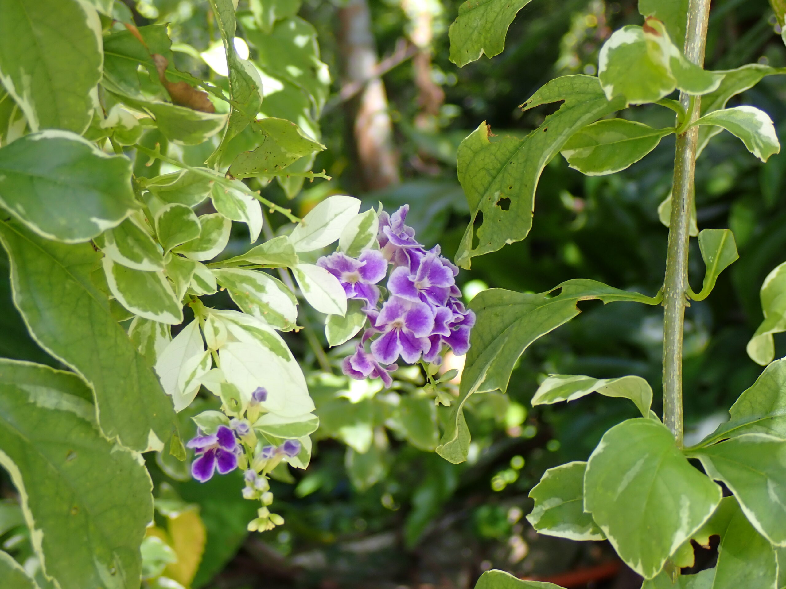 沖繩東南植物園的金露花