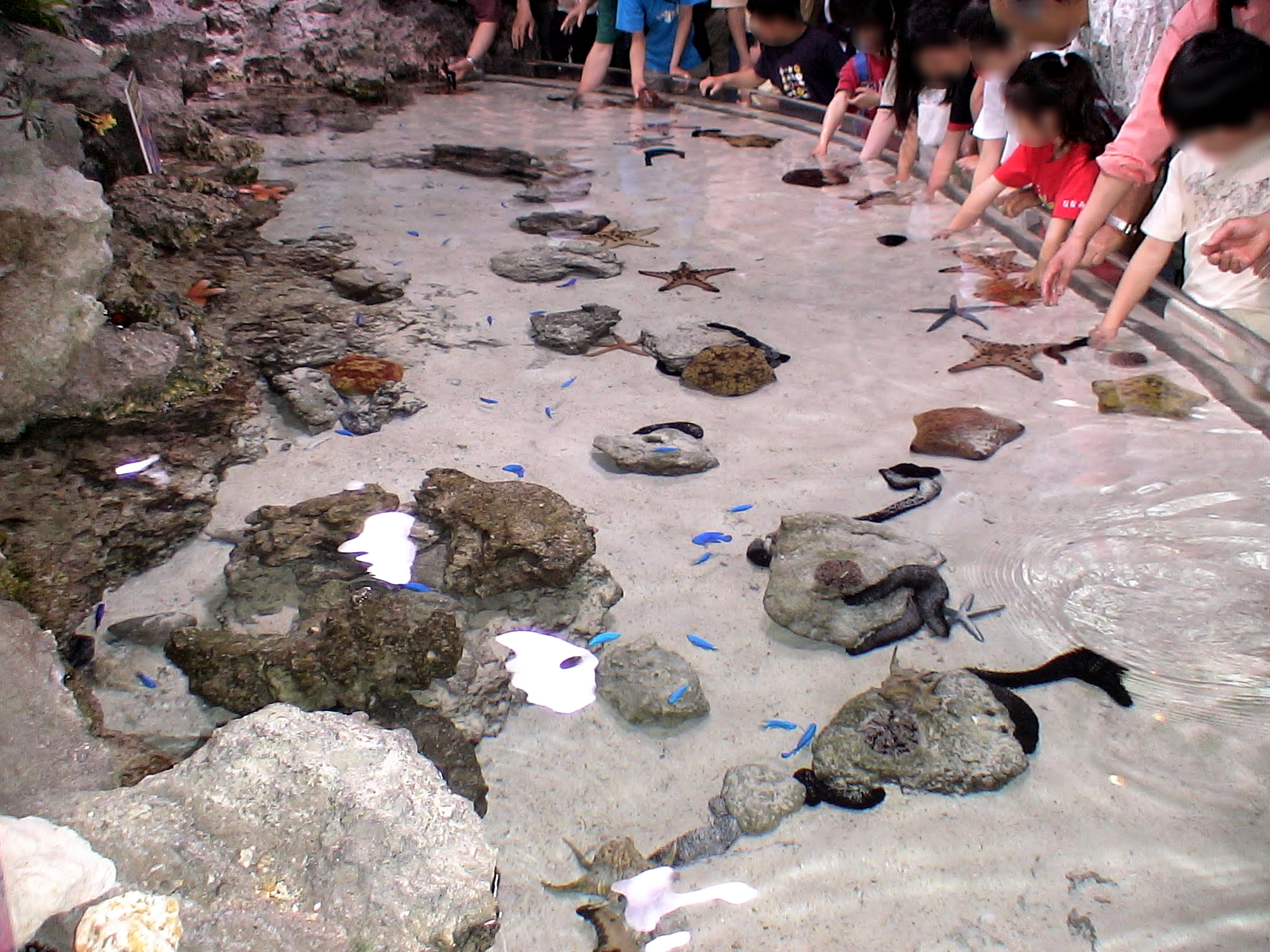 沖繩美麗海水族館觸摸池