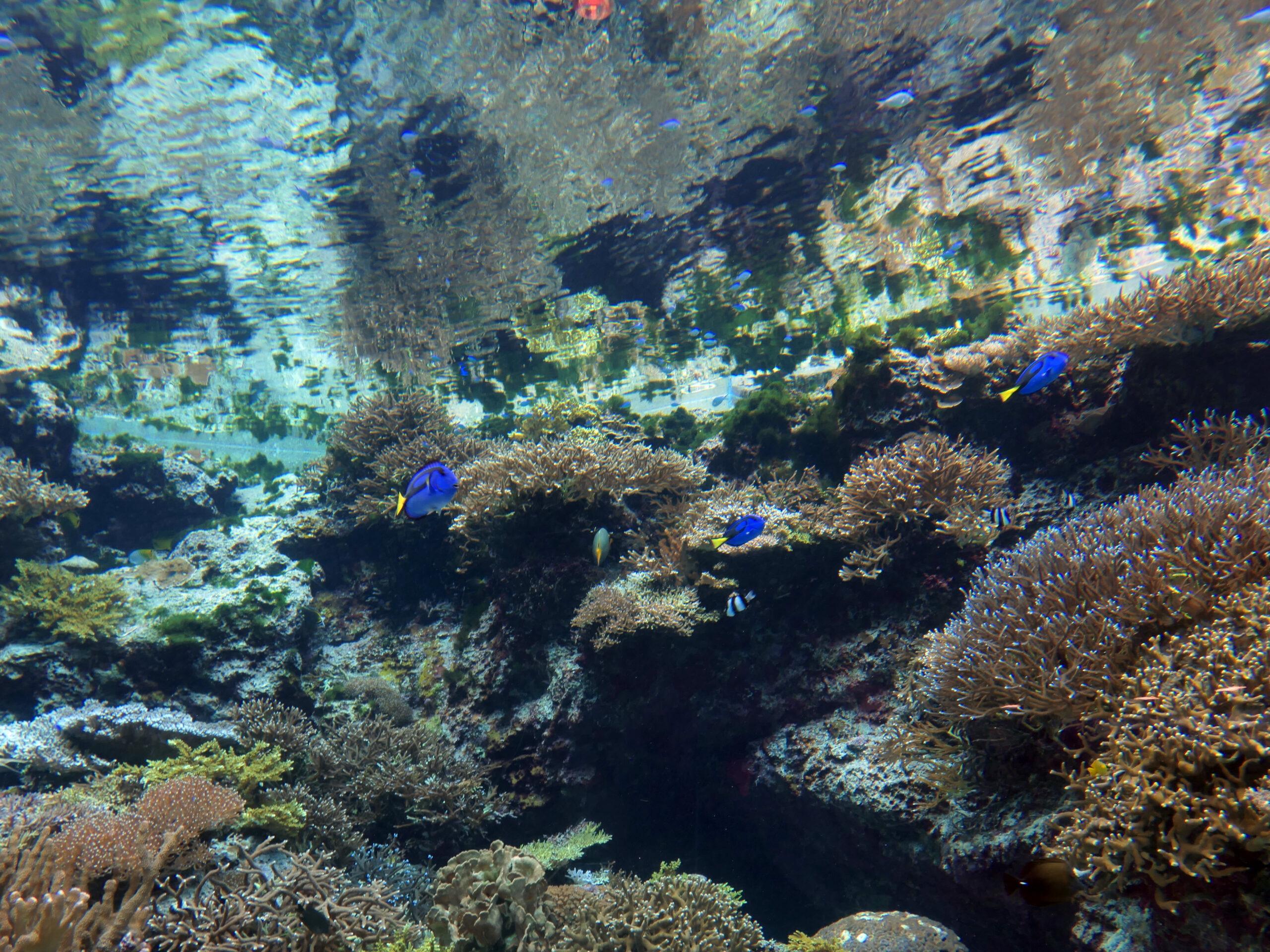 沖繩美麗海水族館魚類展示