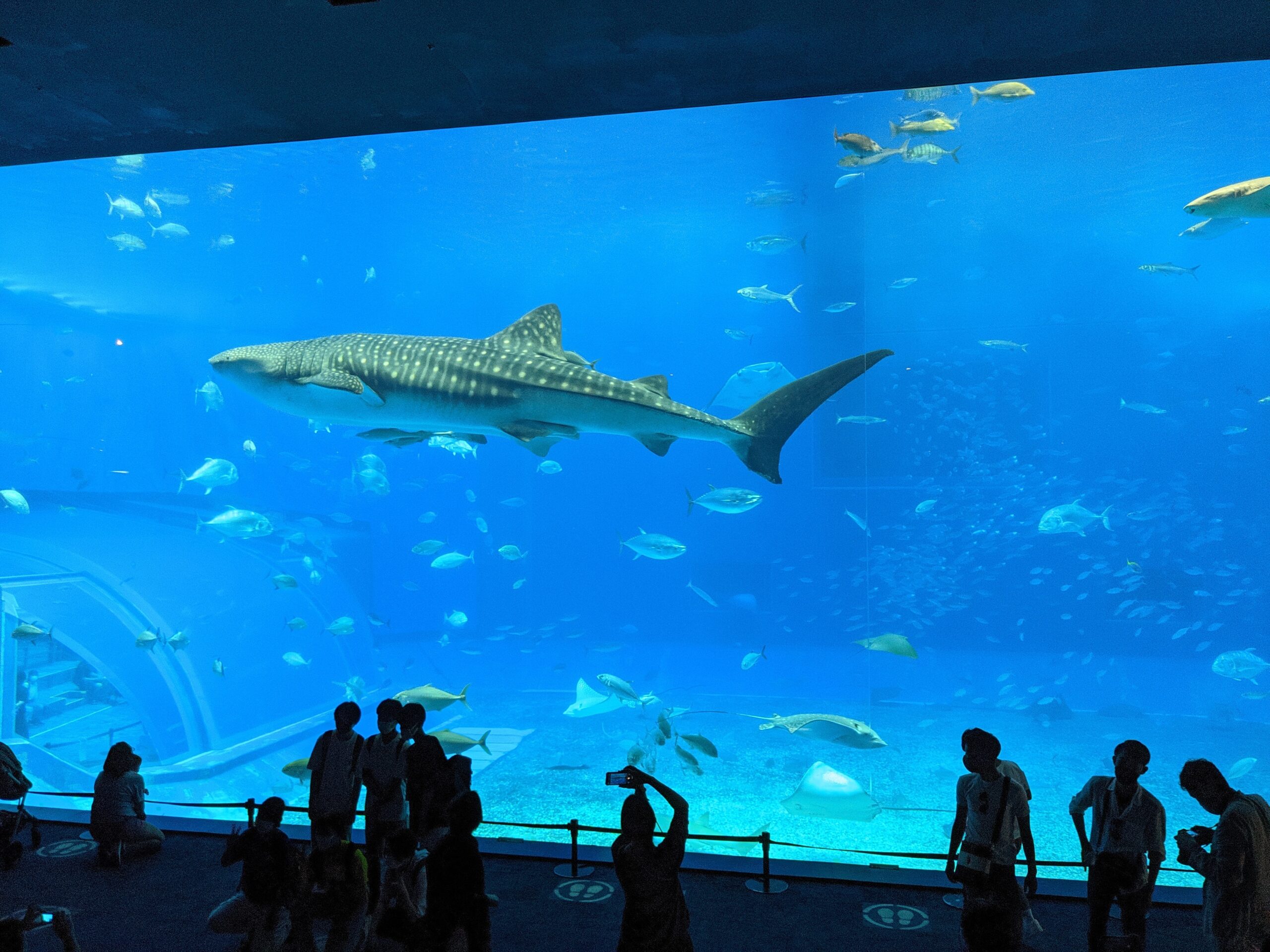 沖繩美麗海水族館黑潮之海大水槽