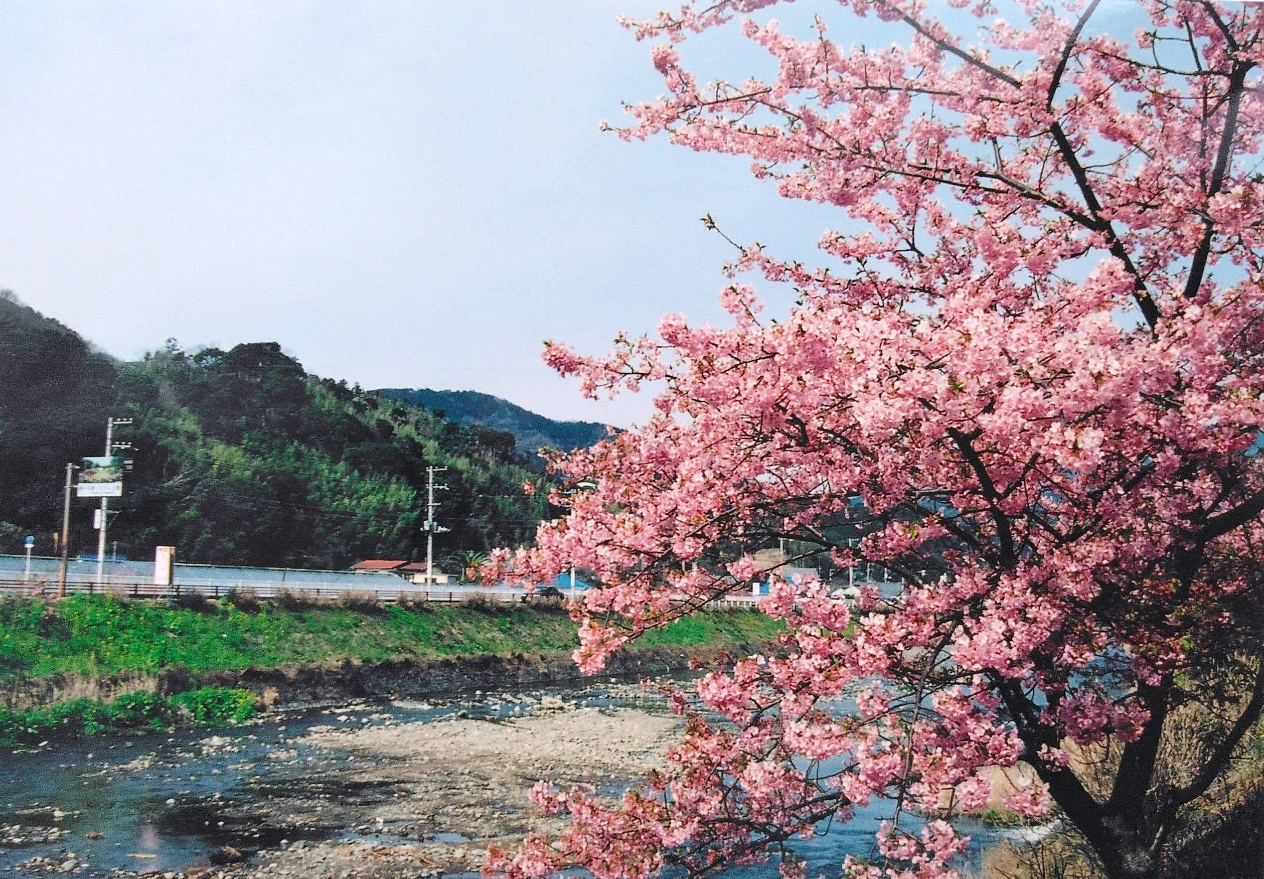 河津川與河津櫻花