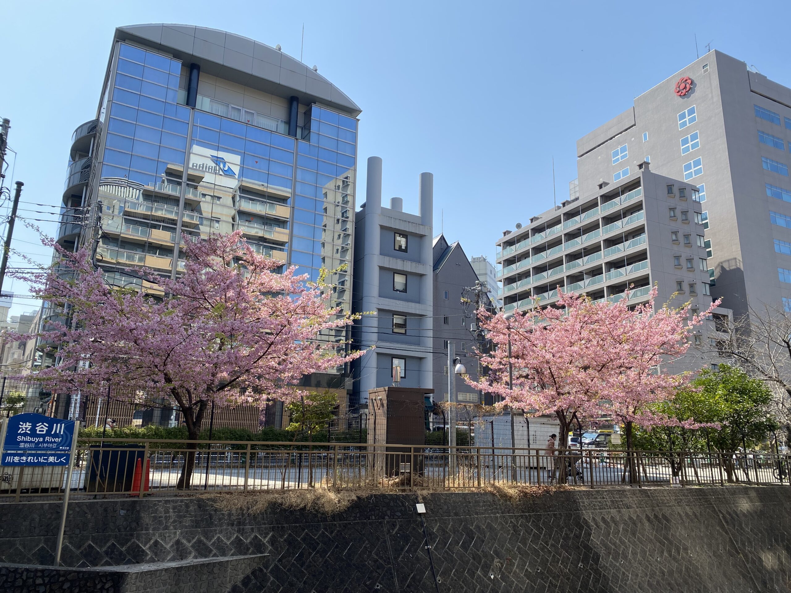 河津櫻花公園粉黃景色