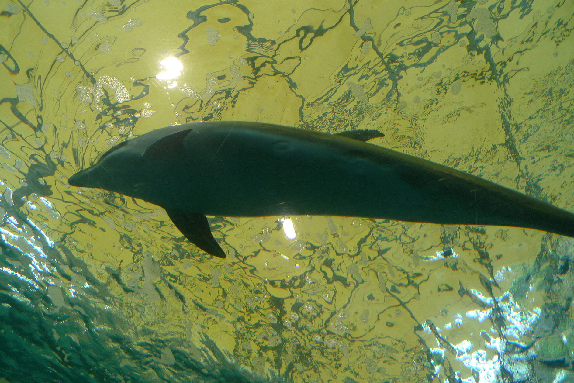 海豚隧道水族館