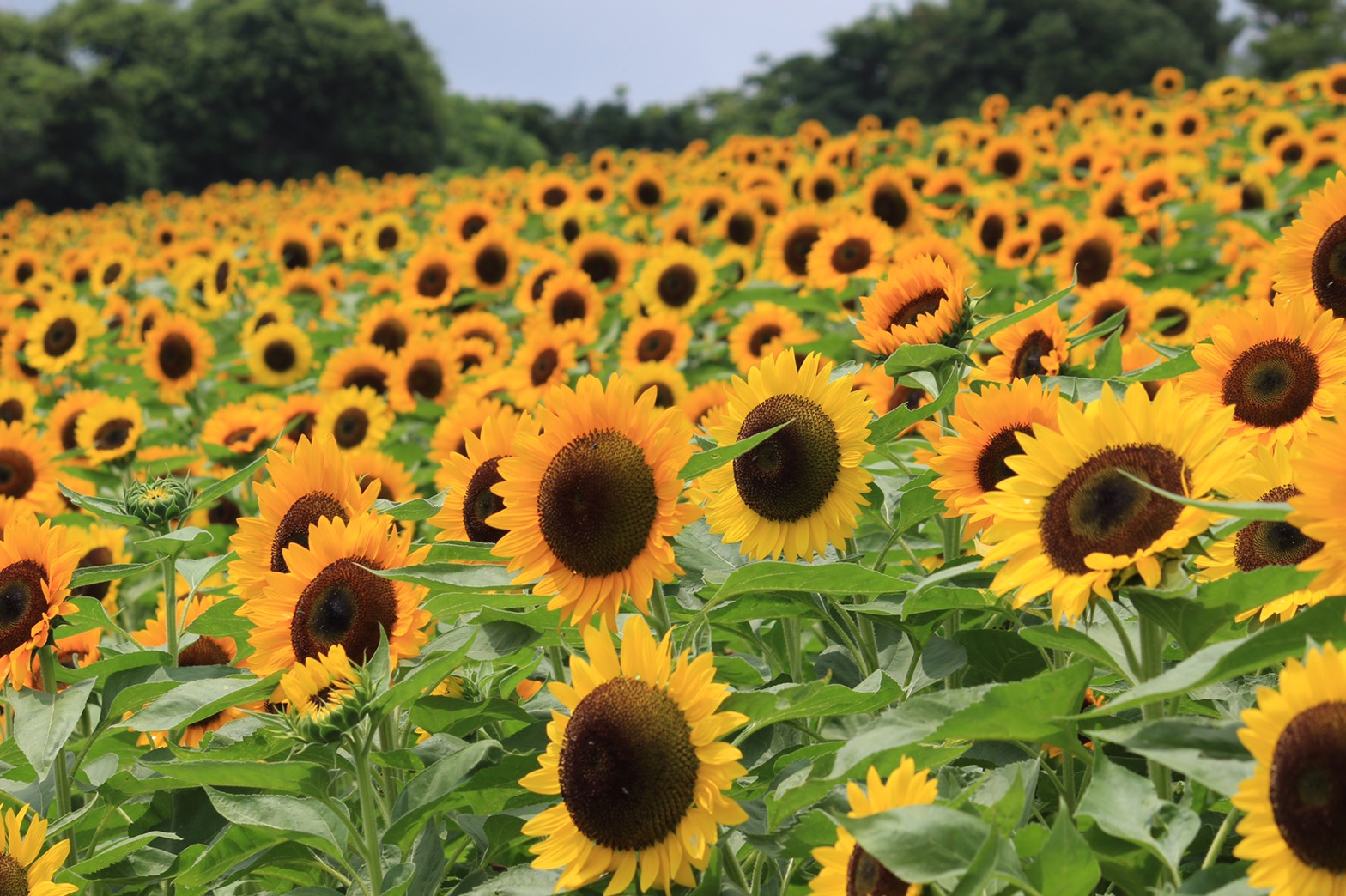 淡路花迴廊 向日葵