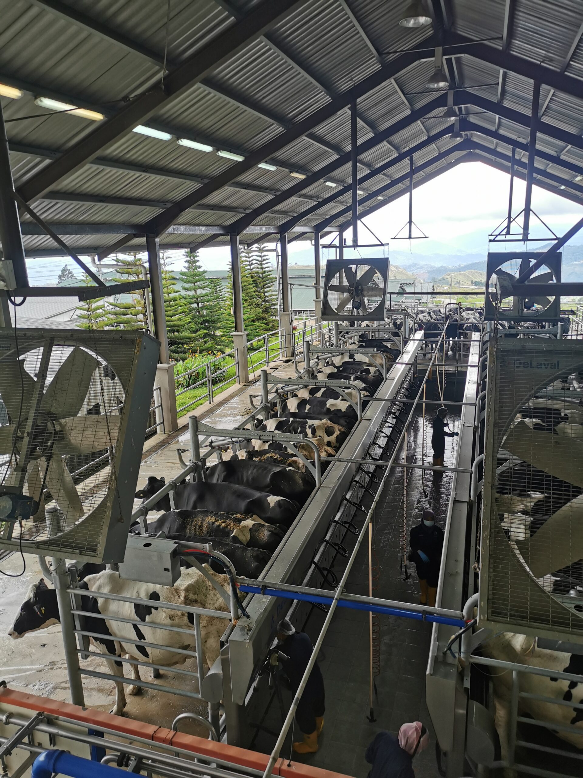 渡邊牧場擠牛奶體驗