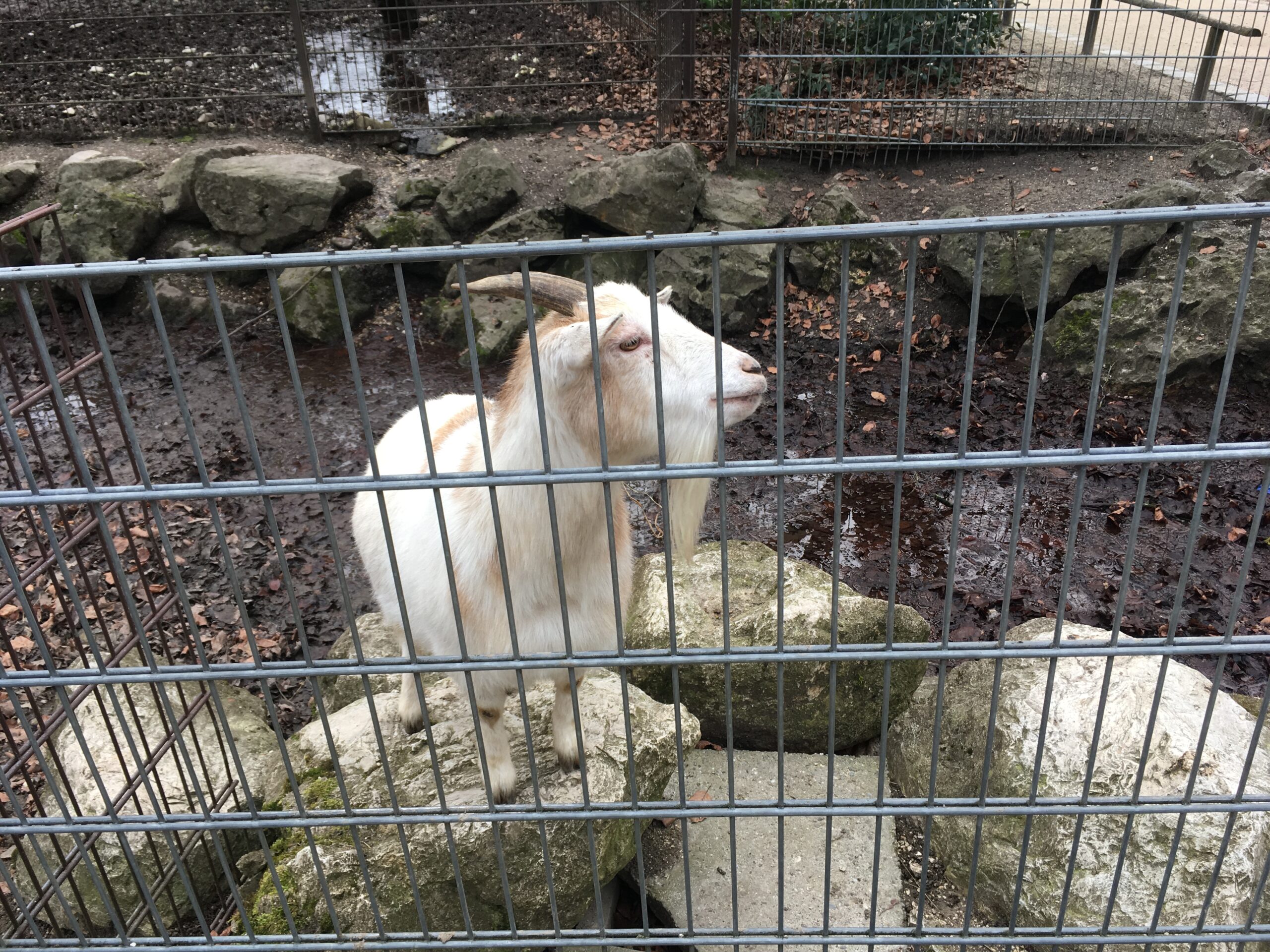 烏爾姆動物園山羊互動區