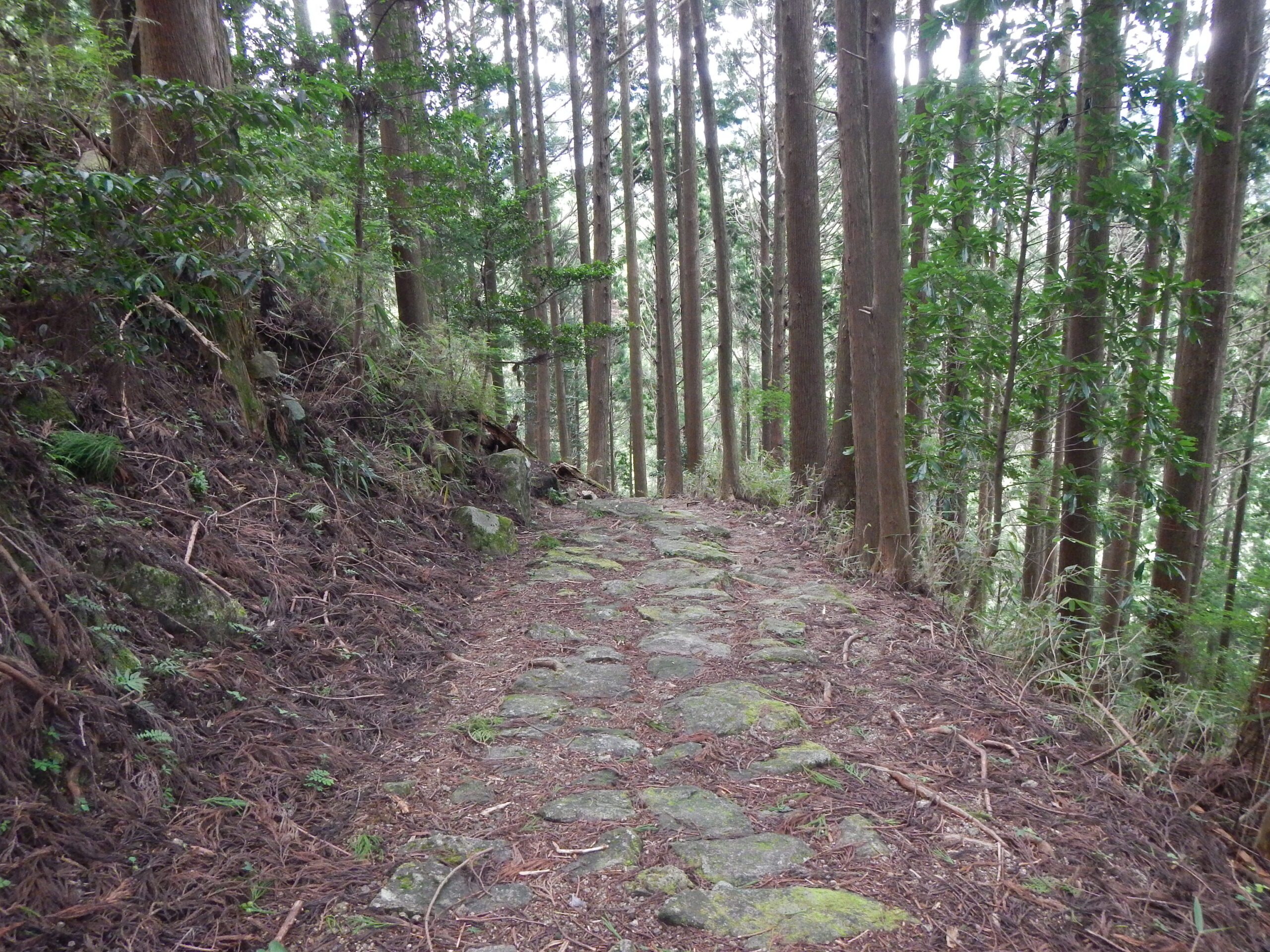 熊野古道世界遺產大雲取越段