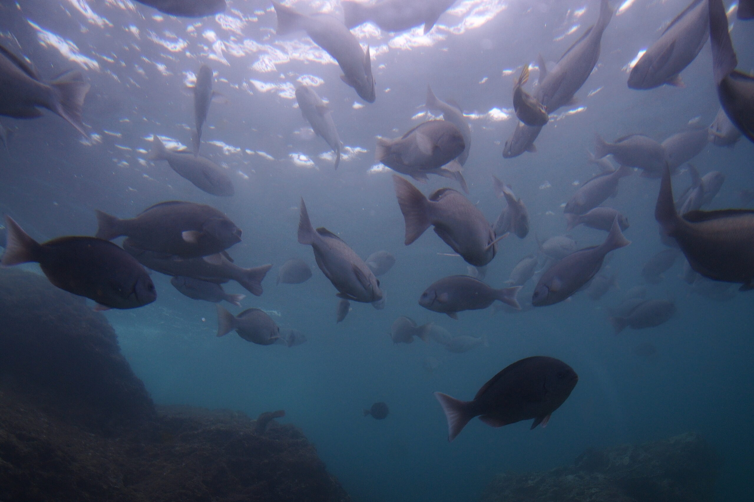珊瑚礁,我所在地區的南端