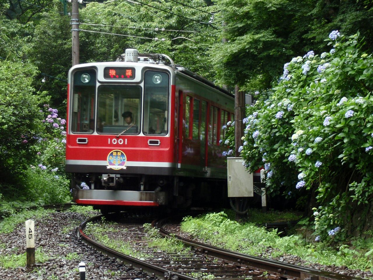 登山 1001 繡球花