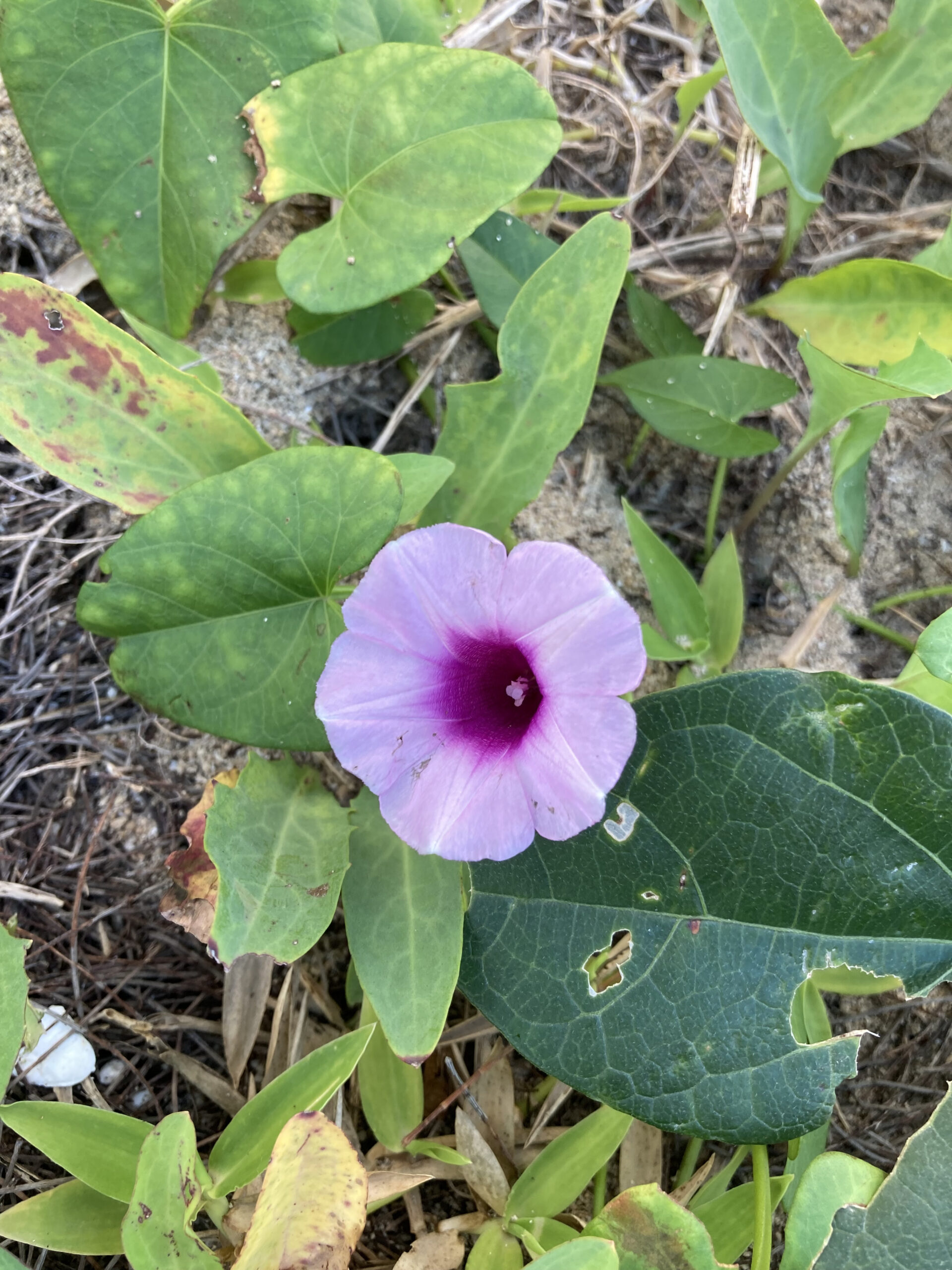 白保海岸的牽牛花