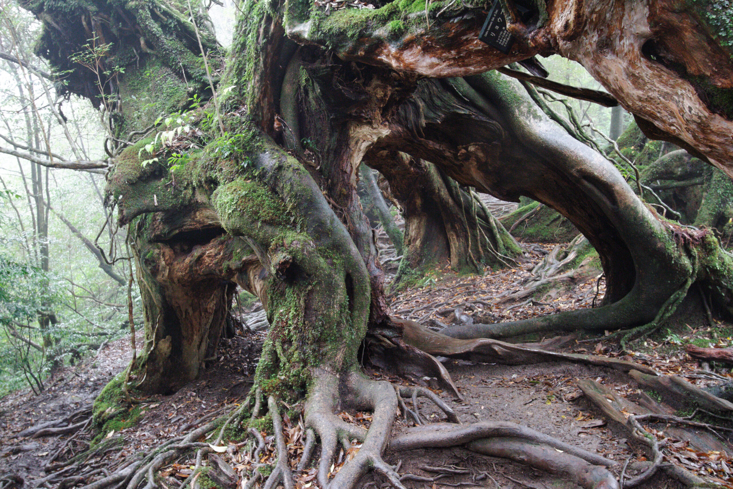 白谷雲水峽森林步道
