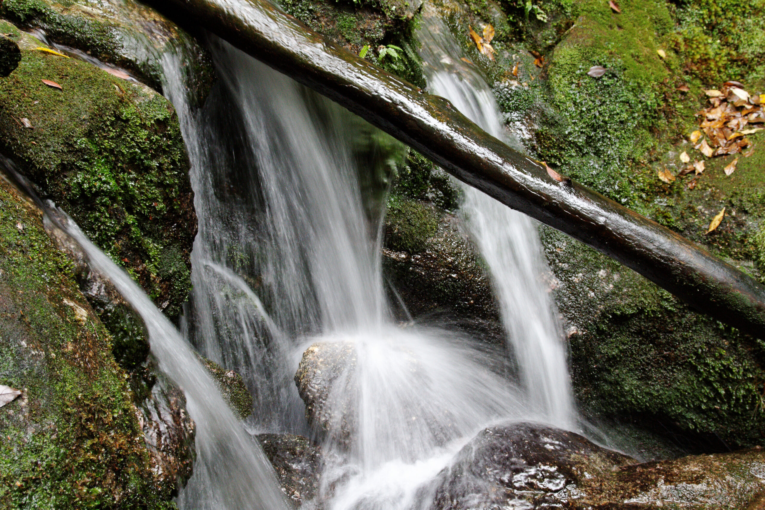 白谷雲水峽青苔森林與陽光