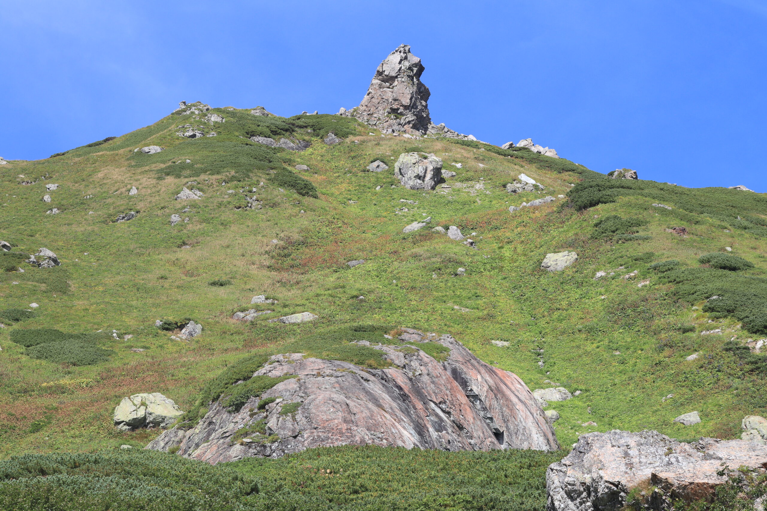白馬山高山植物與岩石