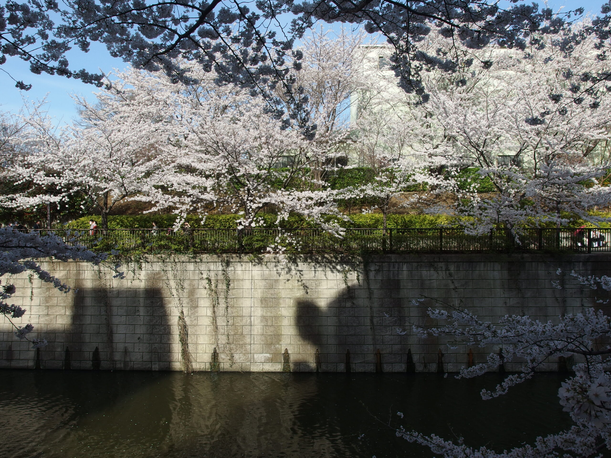目黑川夜間櫻花燈會