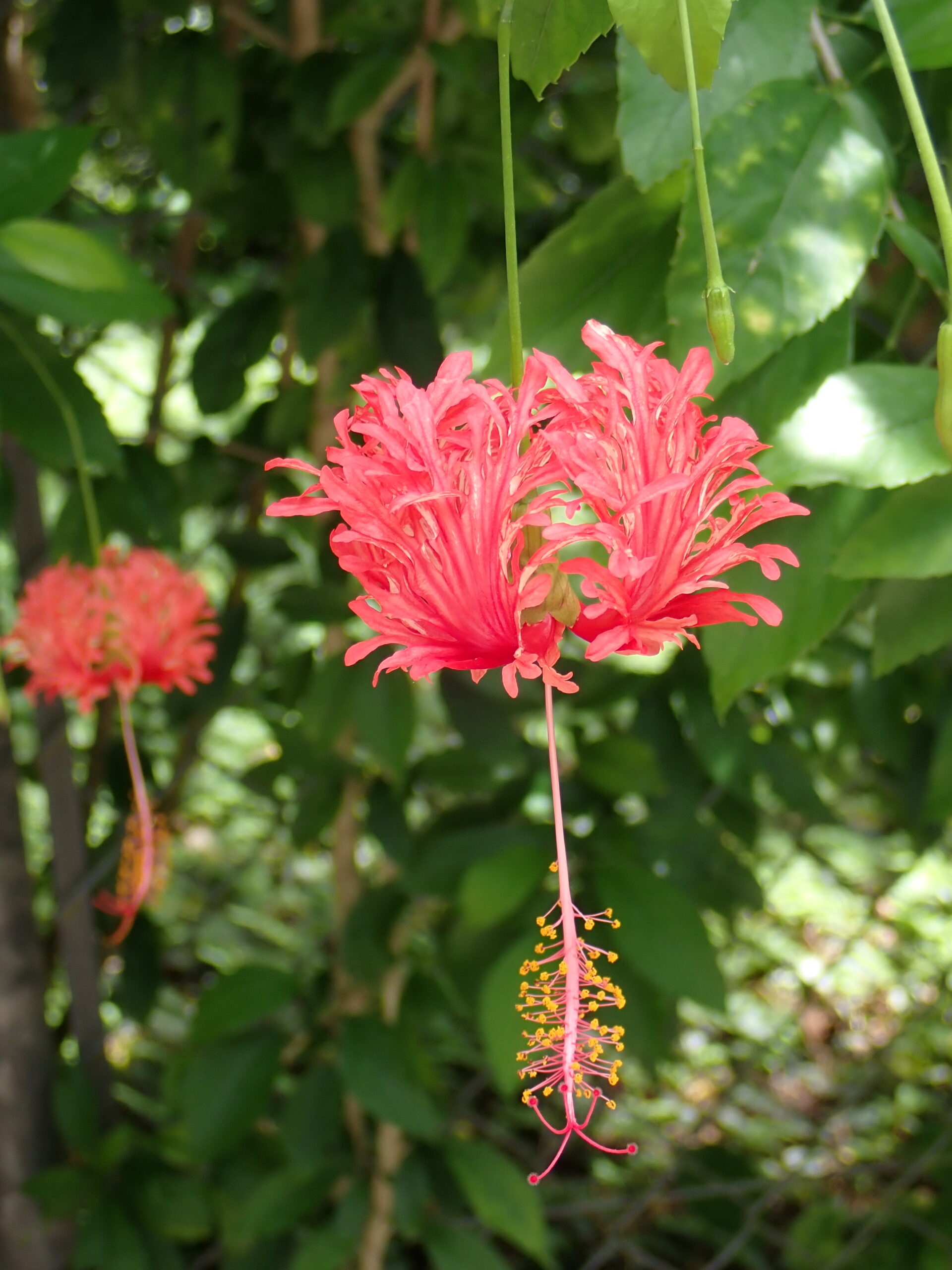 石垣島八重山公園的裂瓣木槿花