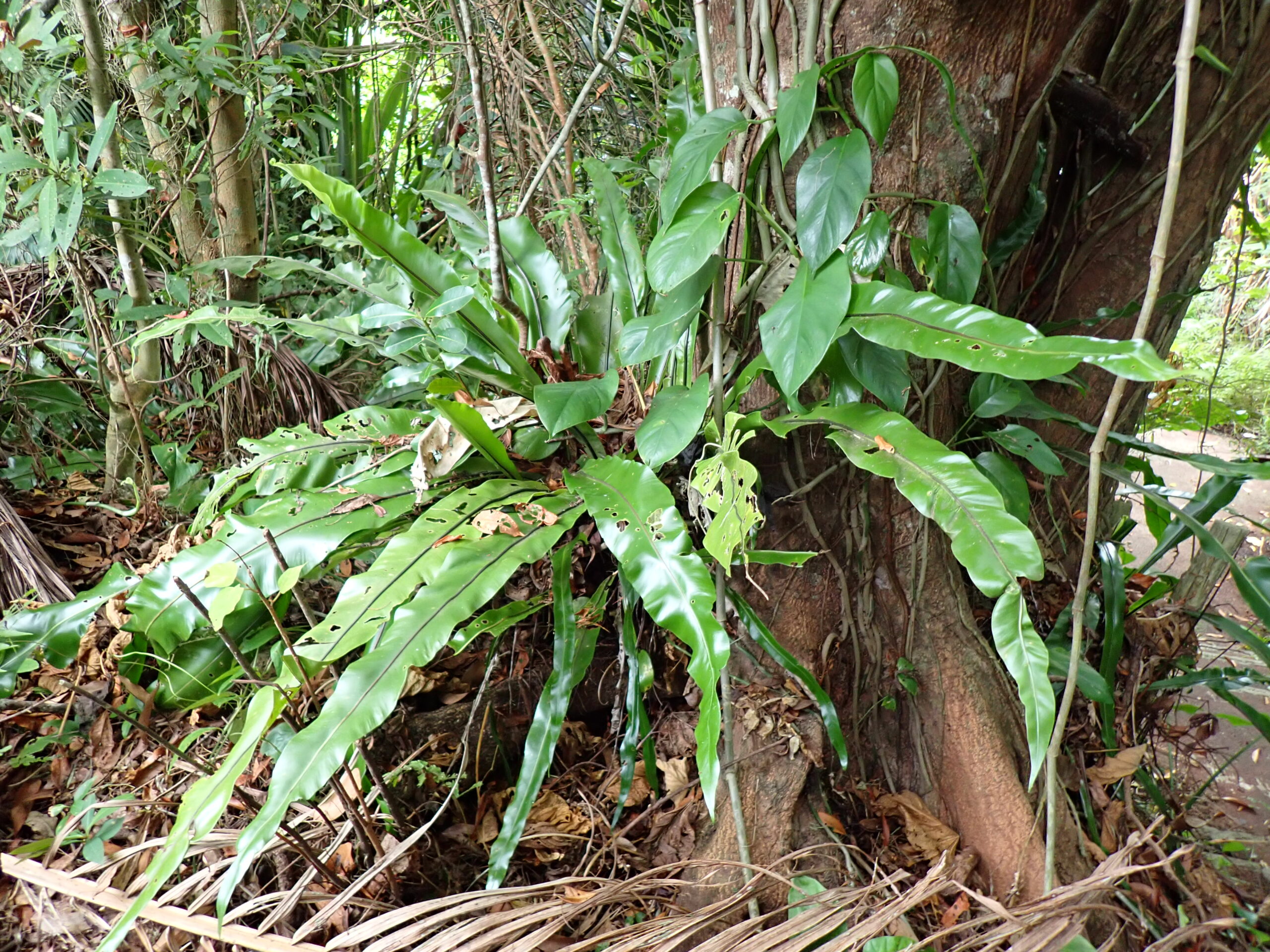 石垣島八重山公園的鐵角蕨