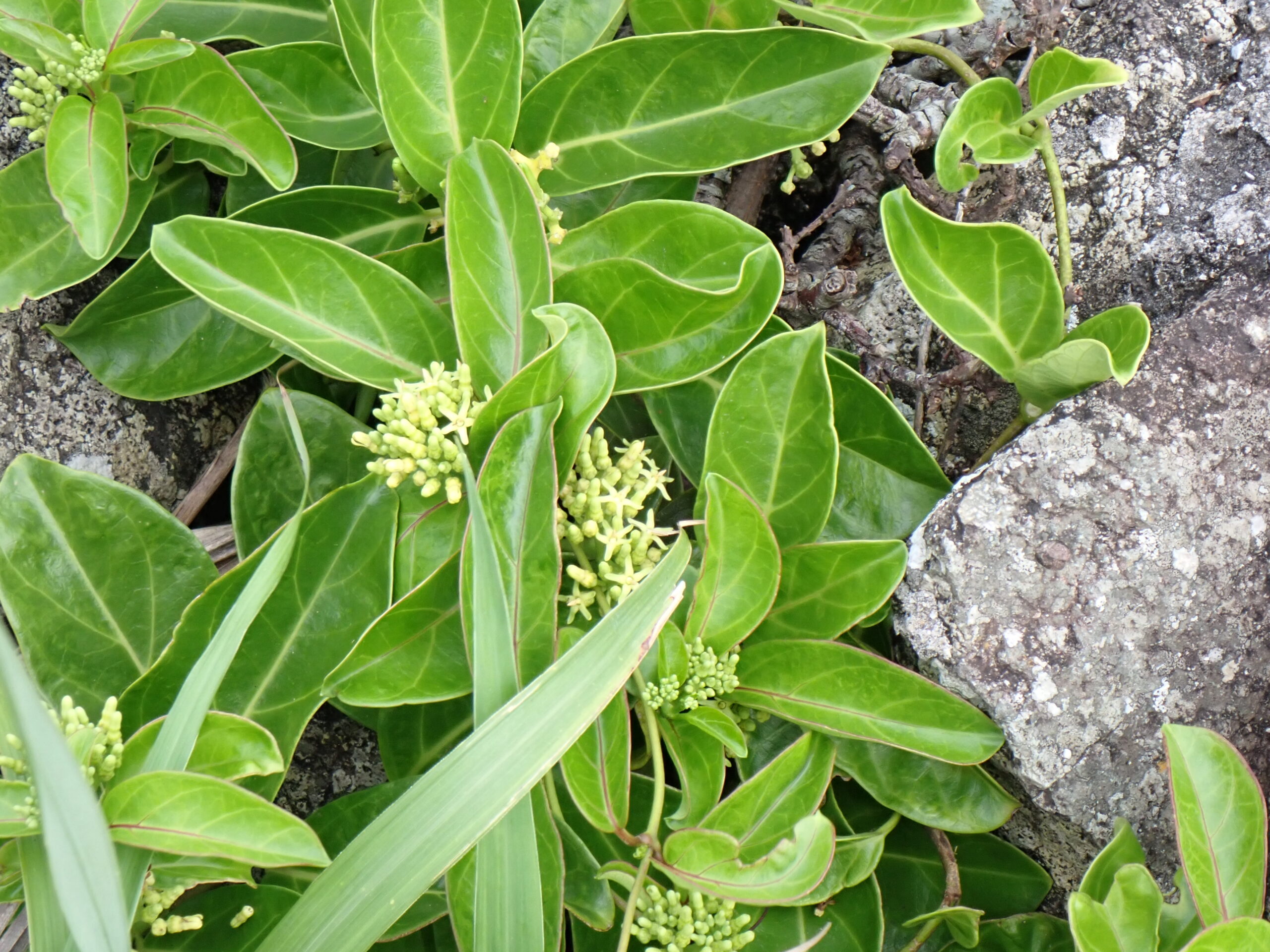 石垣島崎枝的白黃寄生藤