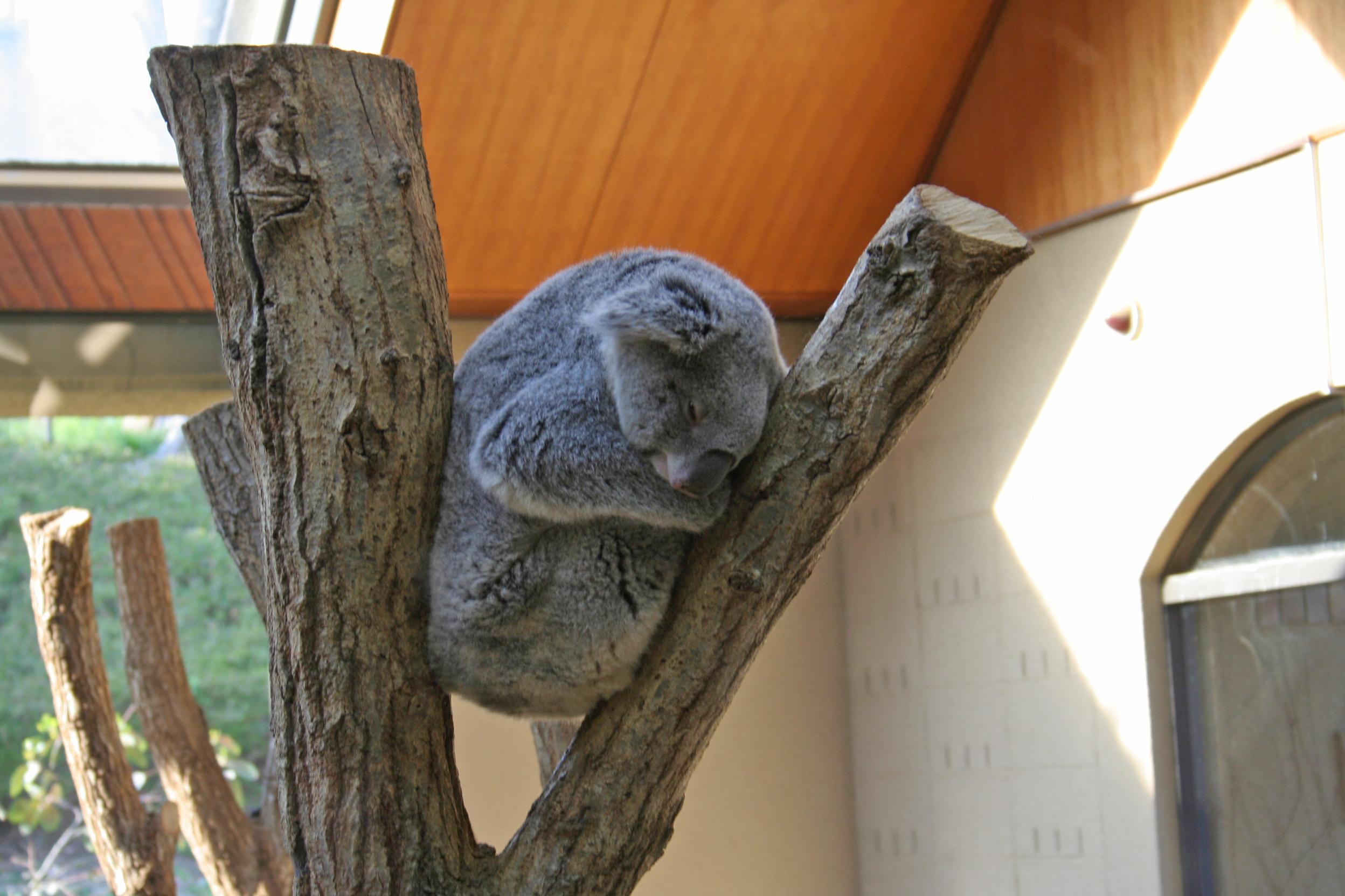神戶王子動物園