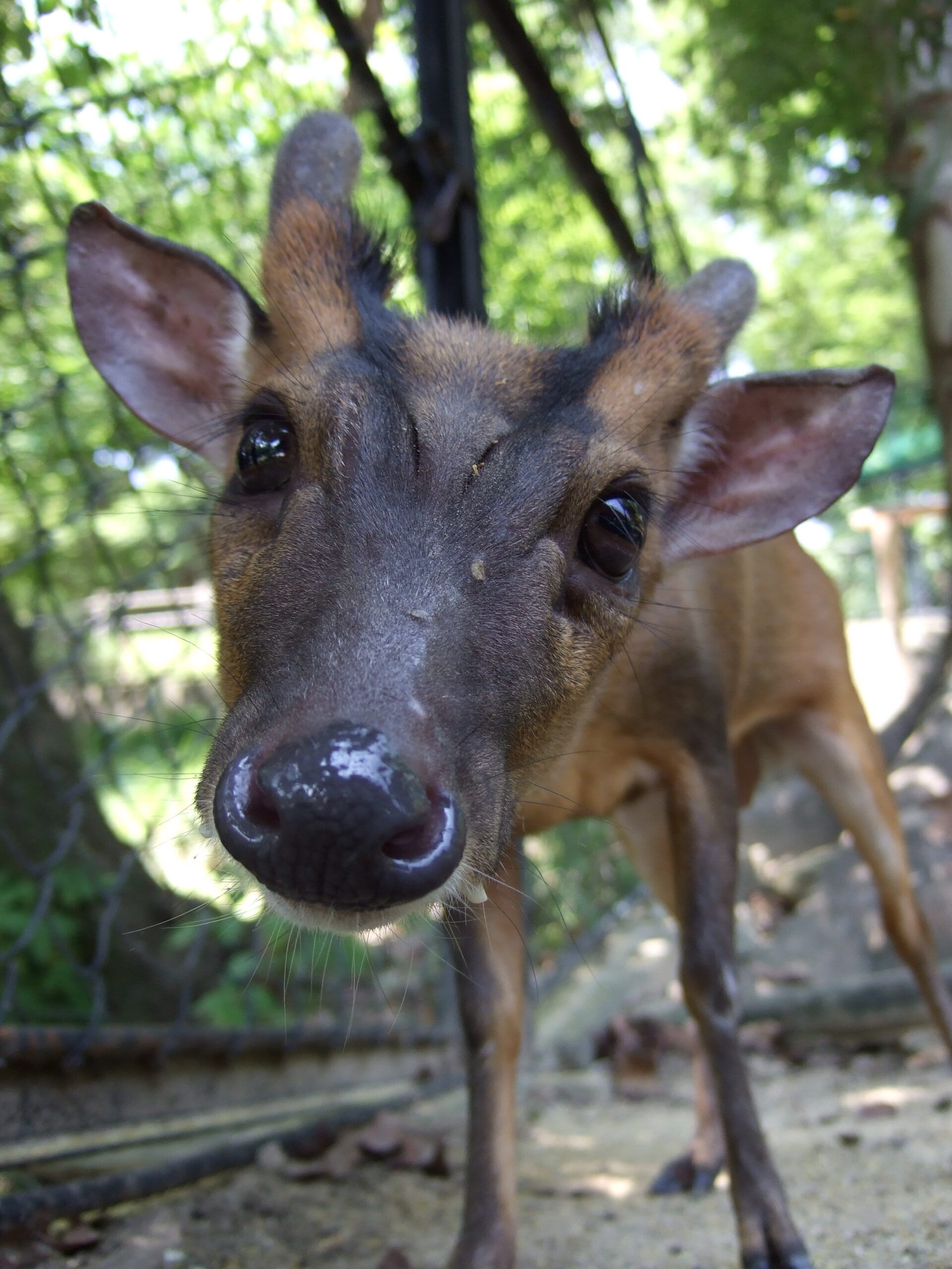 福岡市動物園，日本