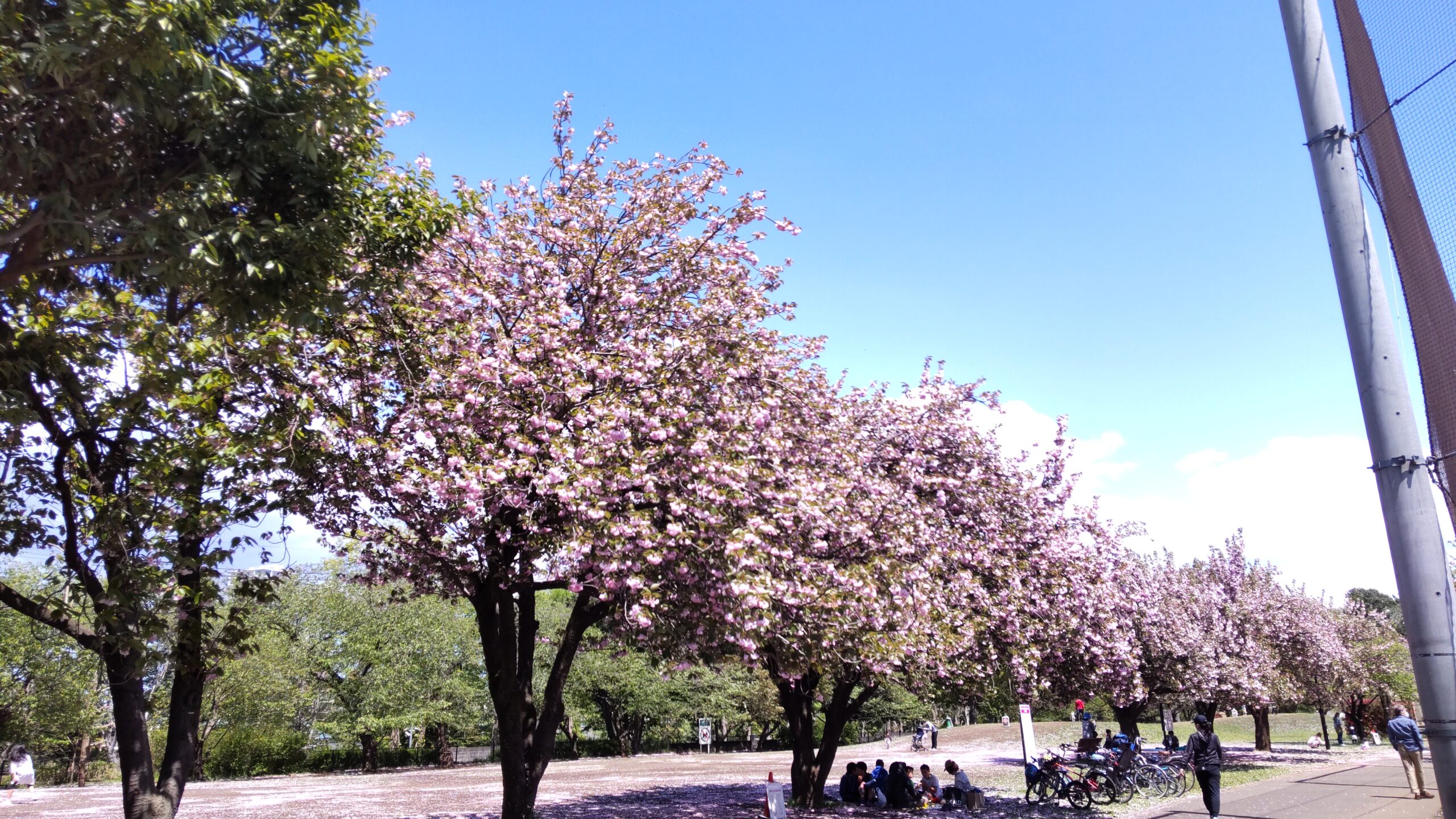 練馬区「石神井公園の八重桜並木」（草地広場 B地区野球場の周り)