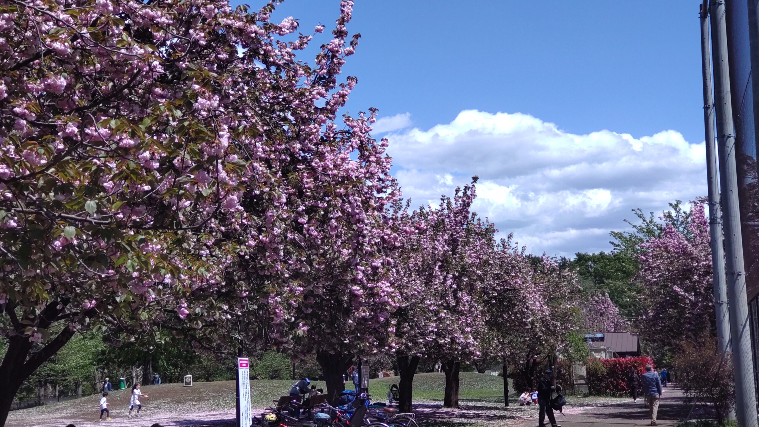 練馬区「石神井公園の八重桜並木」（草地広場 B地区野球場の周り)