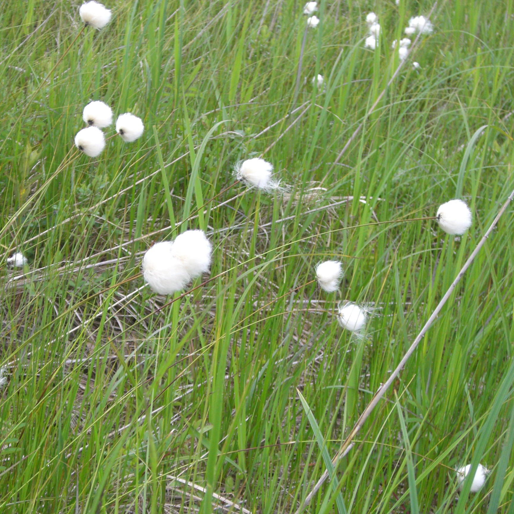羊絨草（禾本科）基里塔普濕地