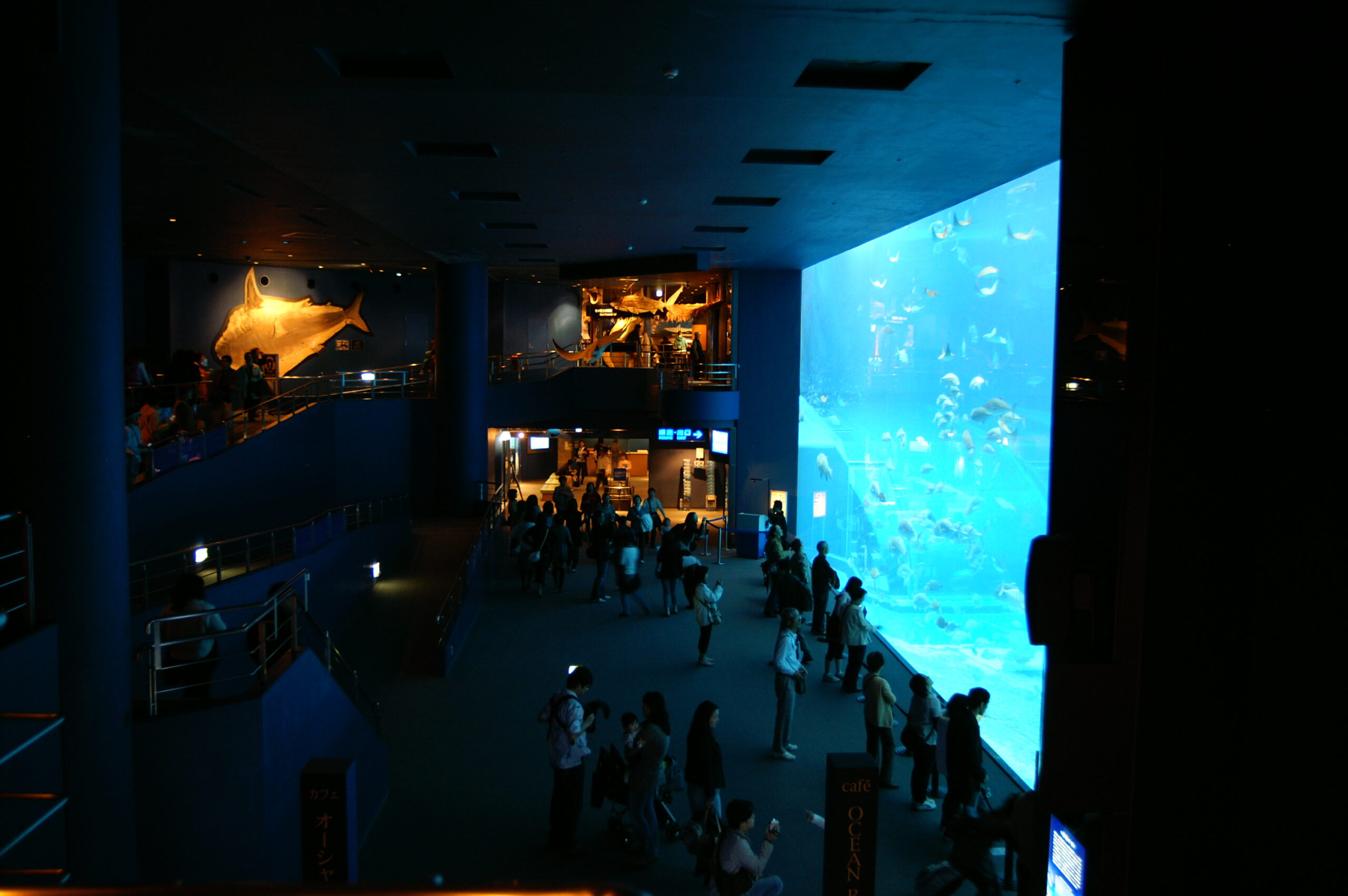 美麗海水族館黑潮大水槽